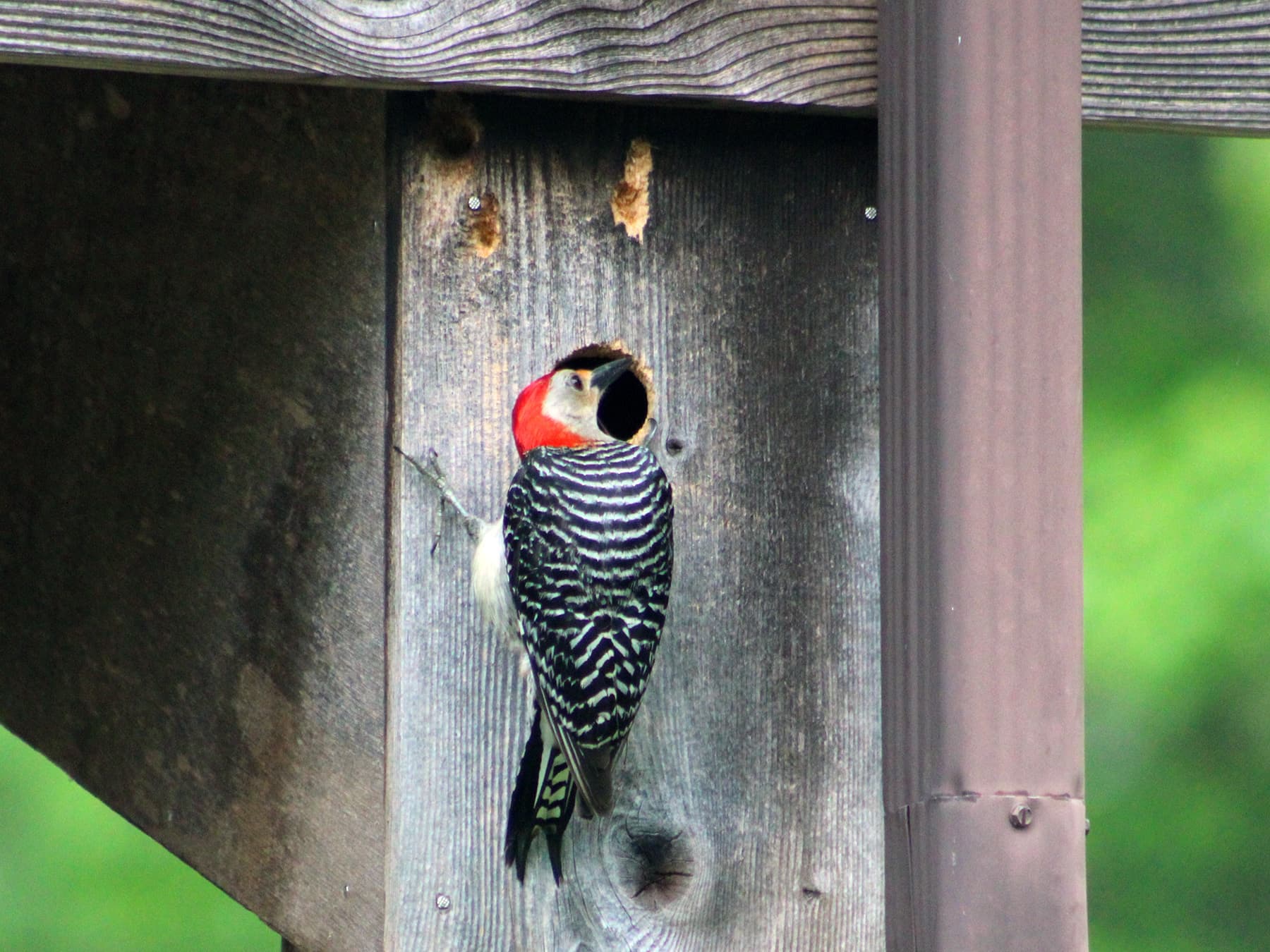Red bellied woodpecker making nest under decking