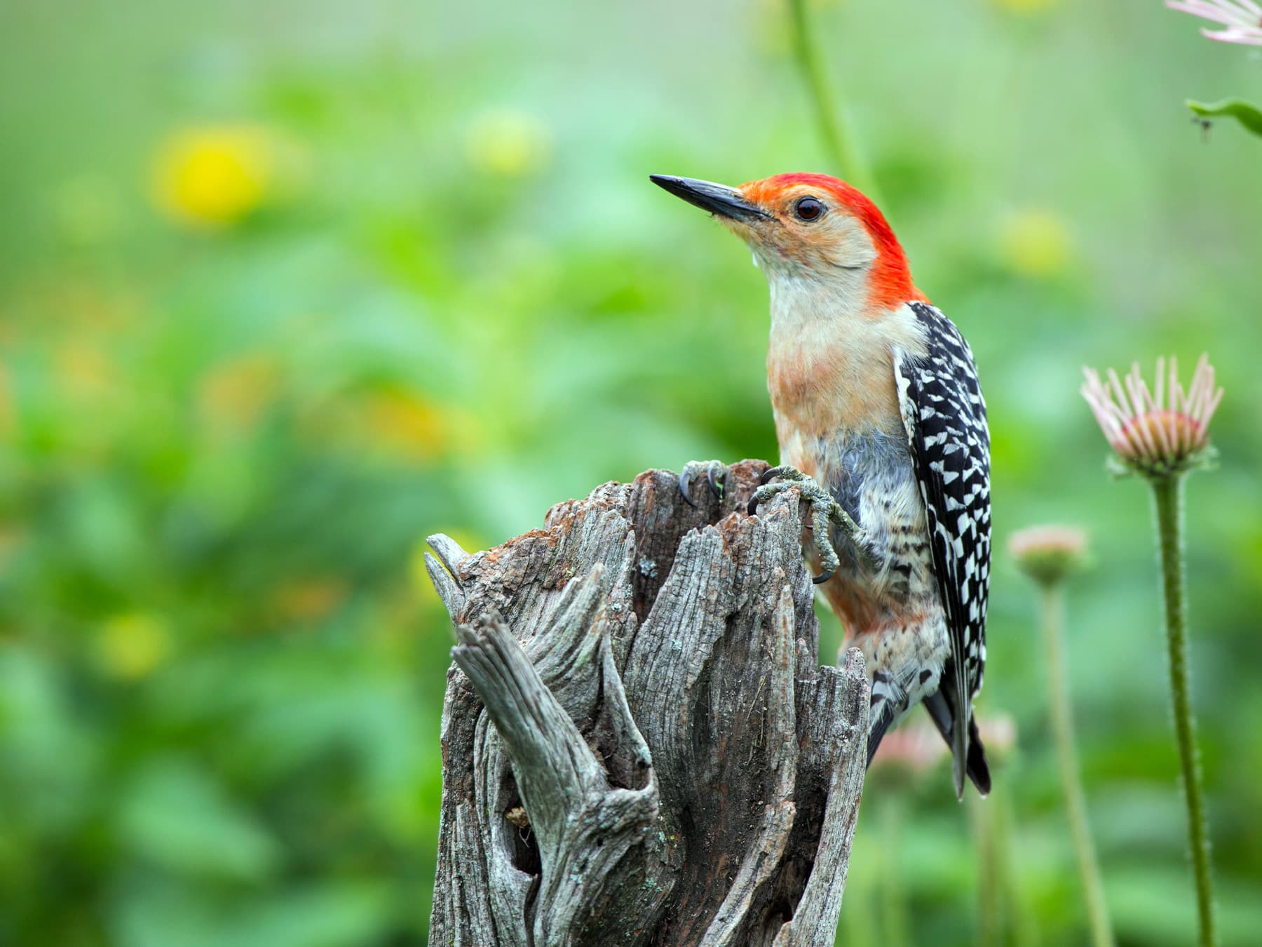 Red-bellied Woodpecker perched on top of an old tree trunk