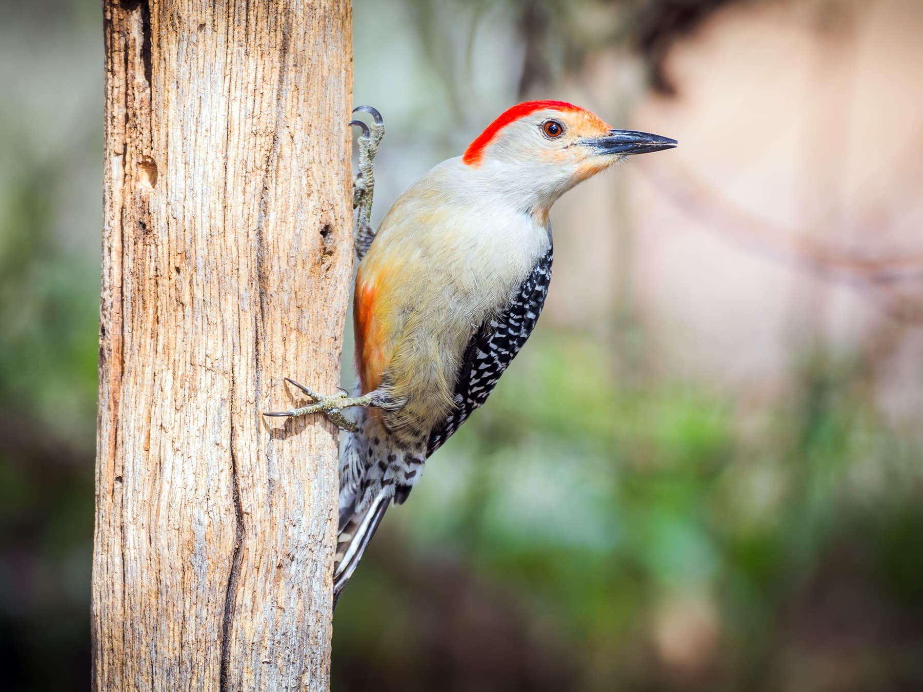 Red-bellied Woodpecker perched on the side of a branch