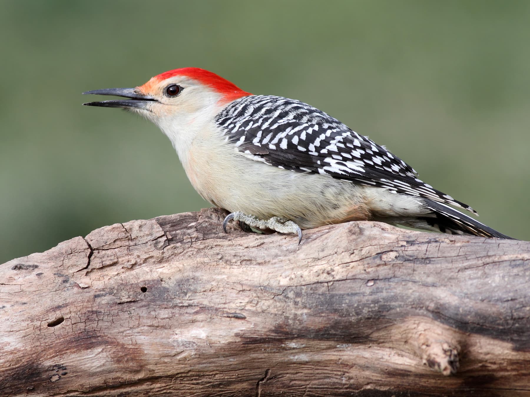 Red-bellied Woodpecker calling to mate