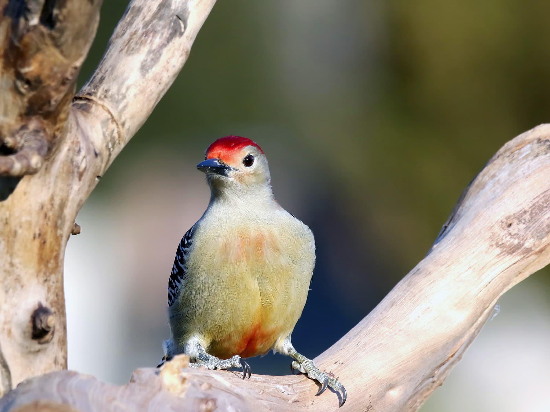 Red-bellied Woodpecker resting close to a tree trunk