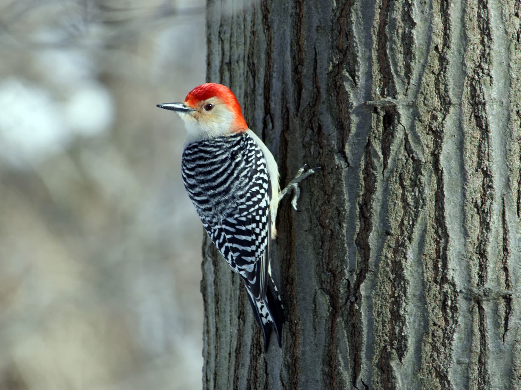 Red-bellied Woodpecker perched on the side of a tree searching for insects