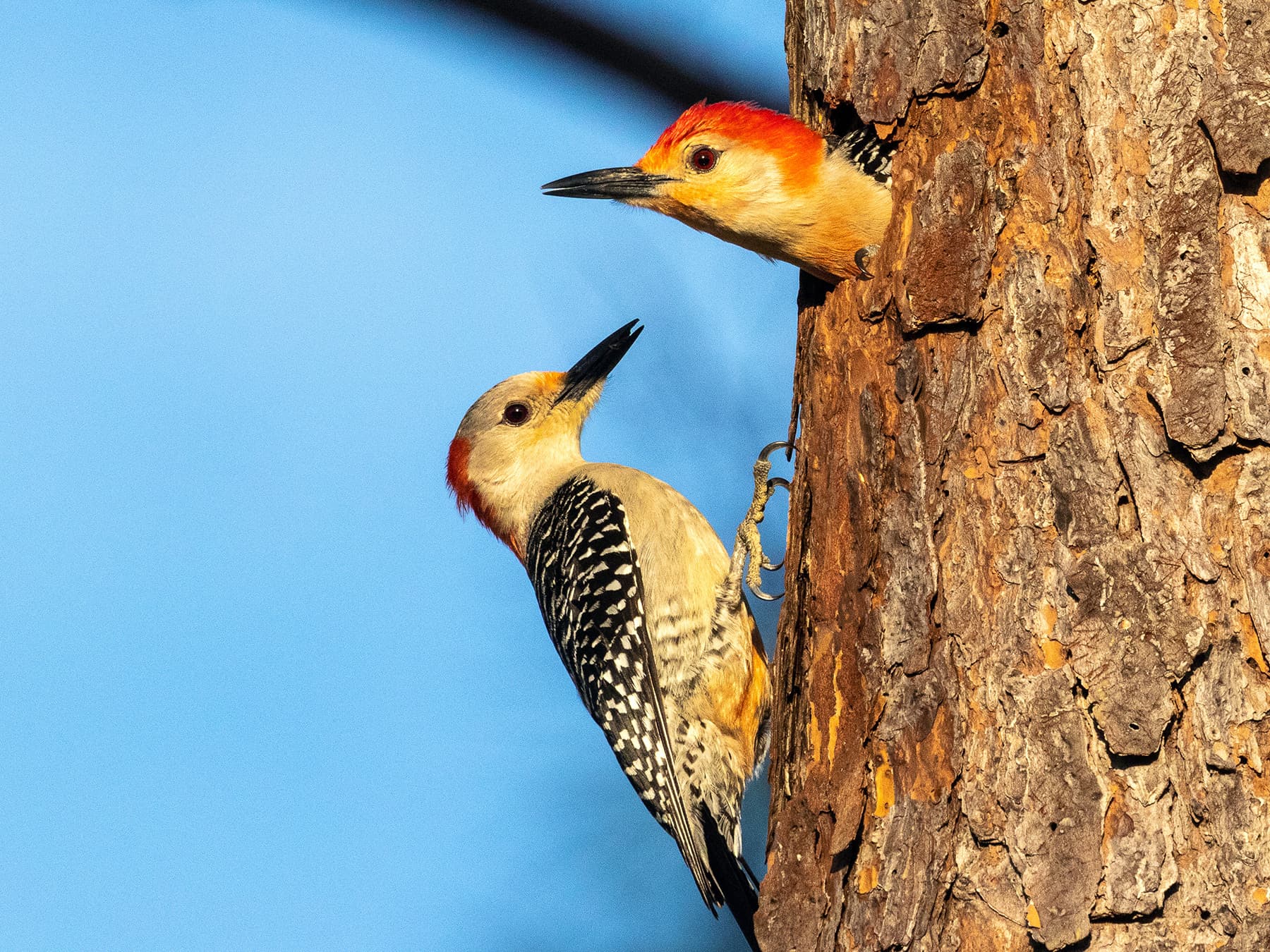 Red-bellied Woodpecker Female (left) and Male (right) at the nest