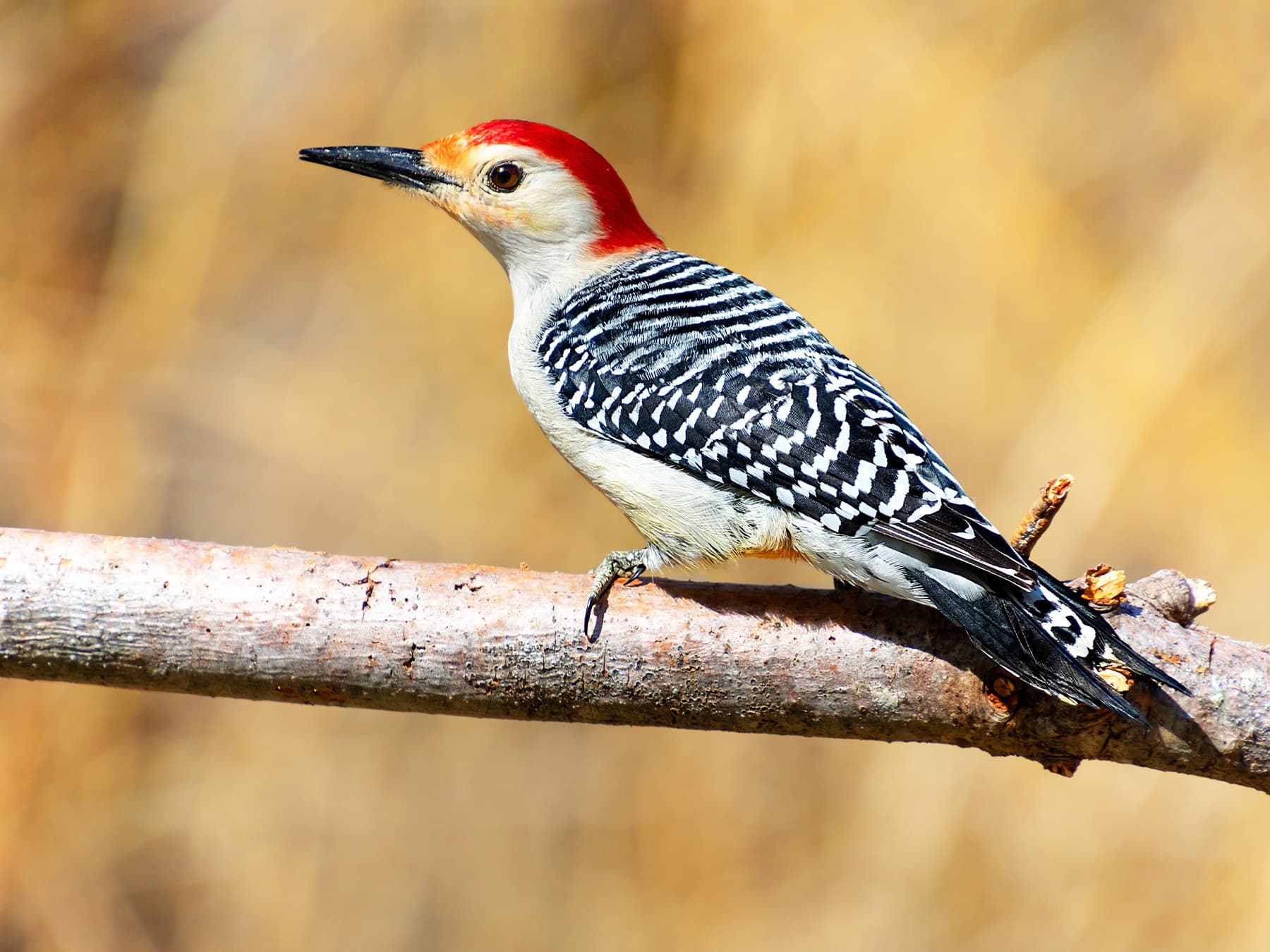 Red-bellied Woodpecker Male