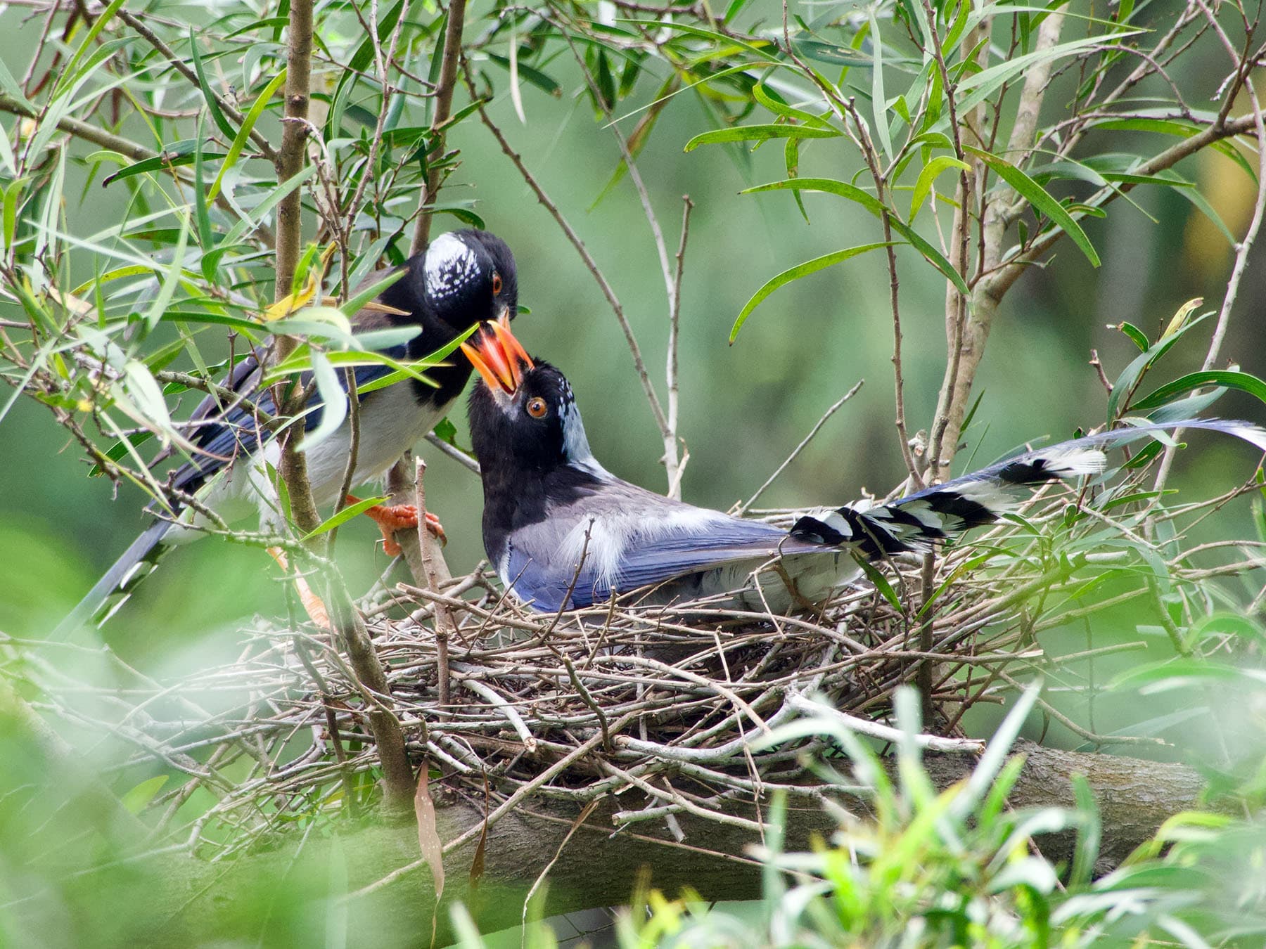 Red-billed Blue Magpie feeding adult at nest