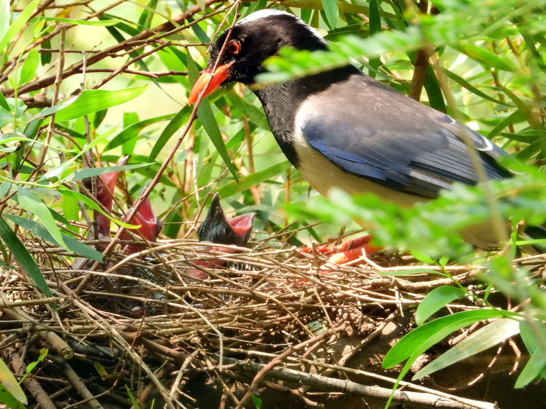 Red-billed Blue Magpie adult feeding young at nest