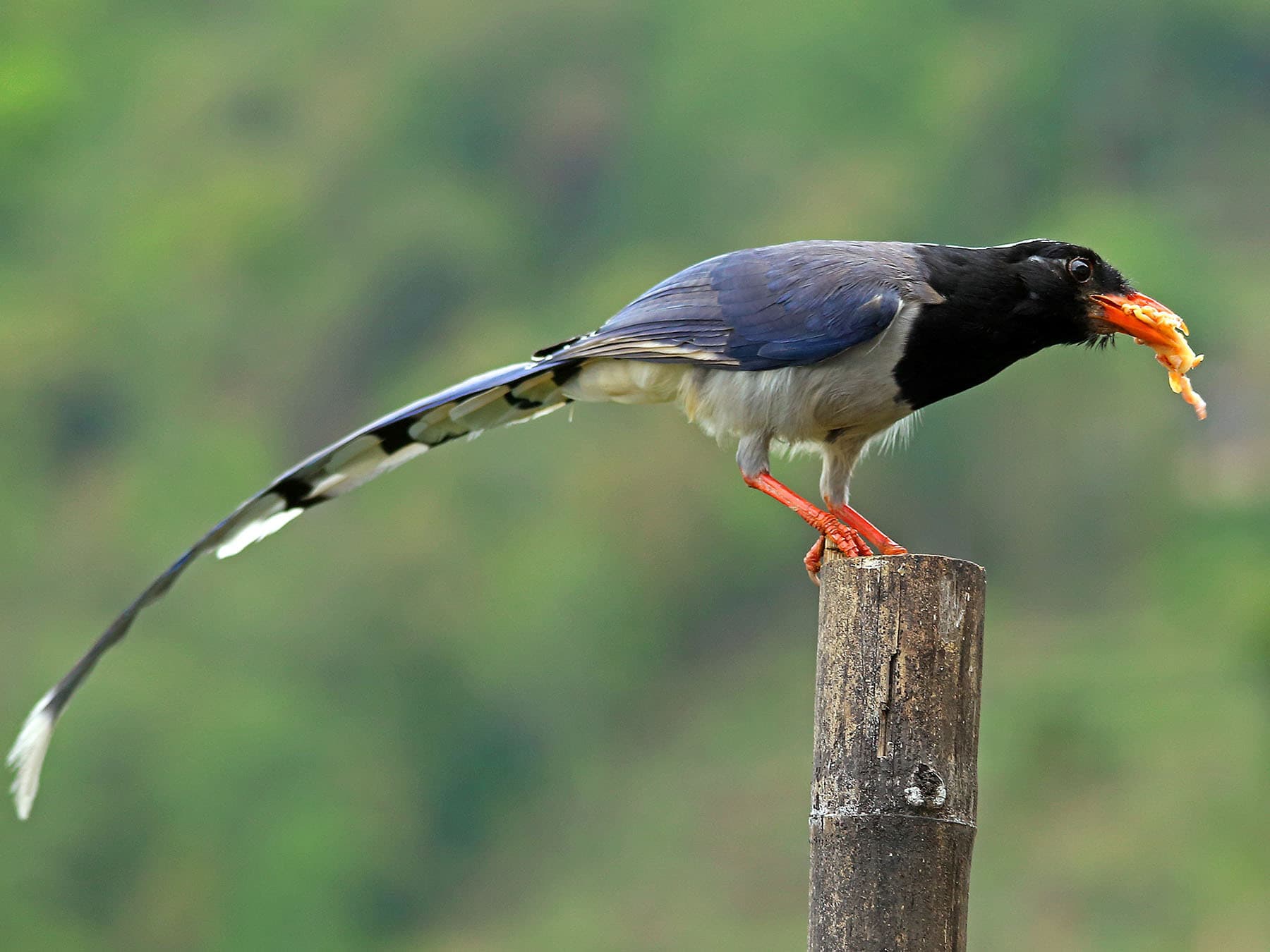 Red-billed Blue Magpie feeding