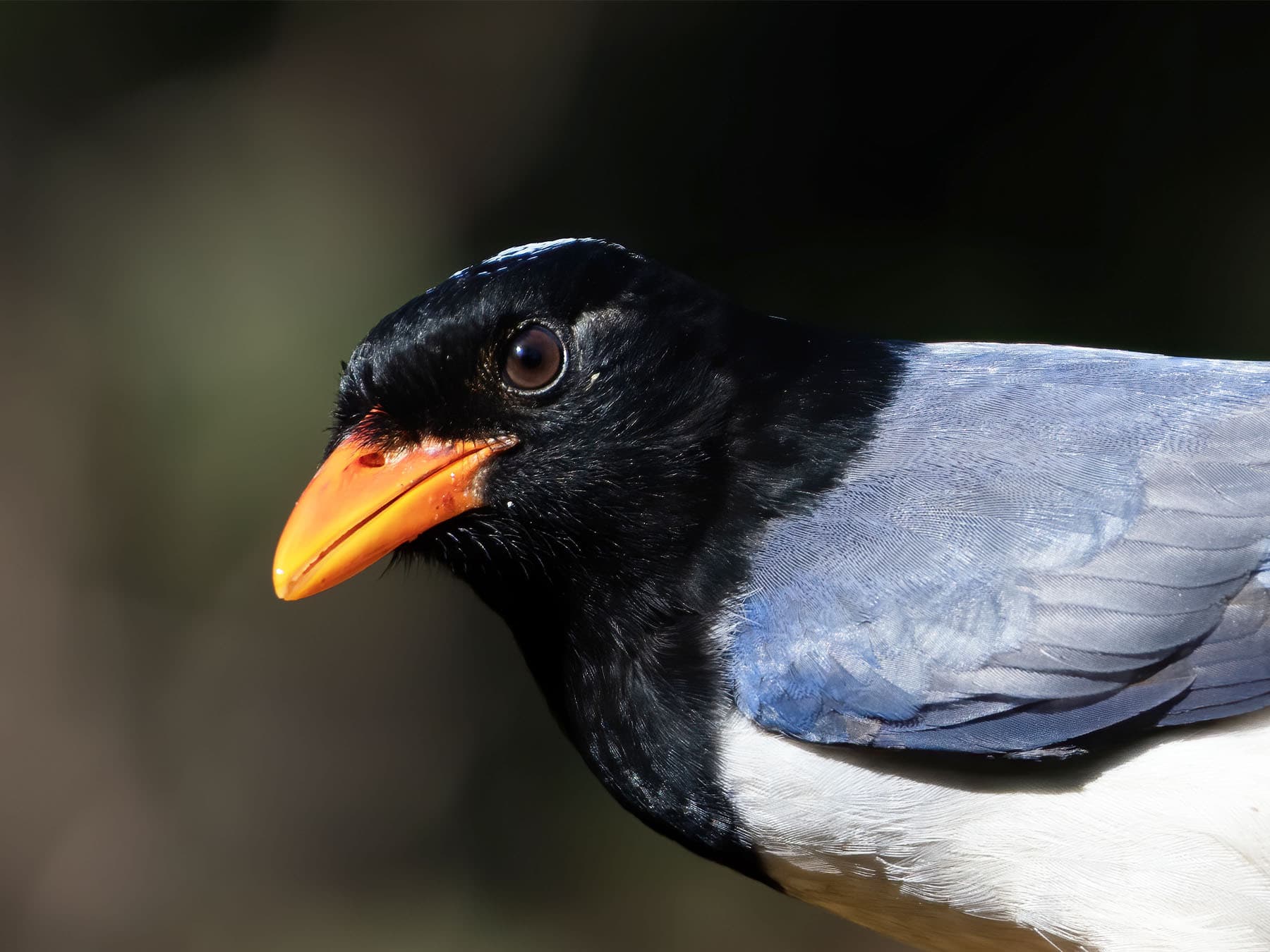 Portrait of Red-billed Blue Magpie