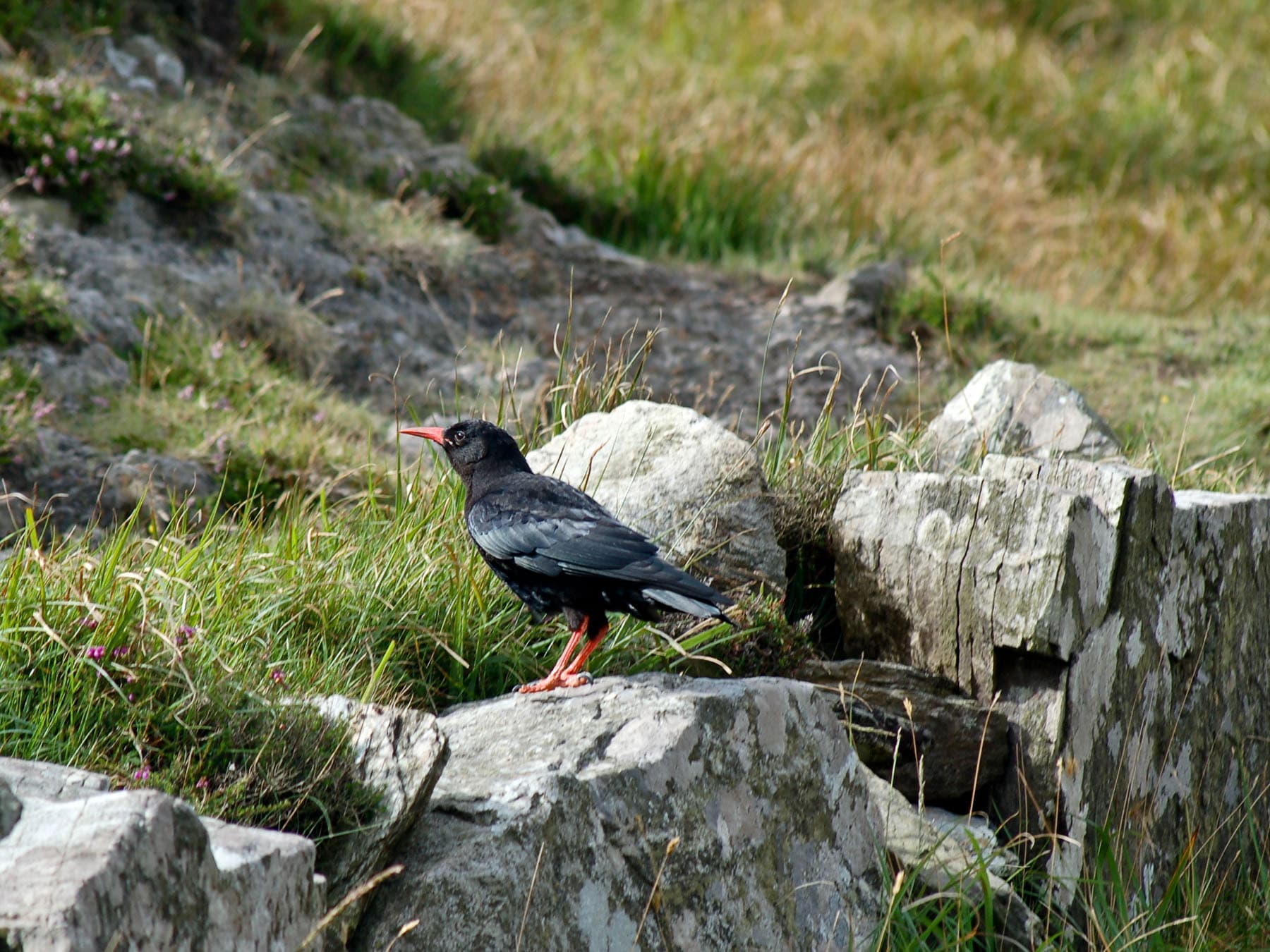 Red-billed Chough in its natural habitat