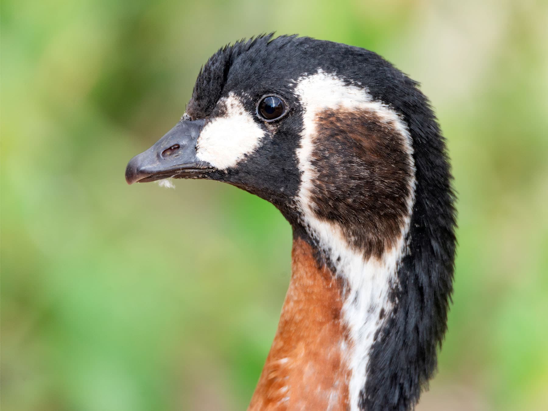 Portrait of Red-breasted Goose