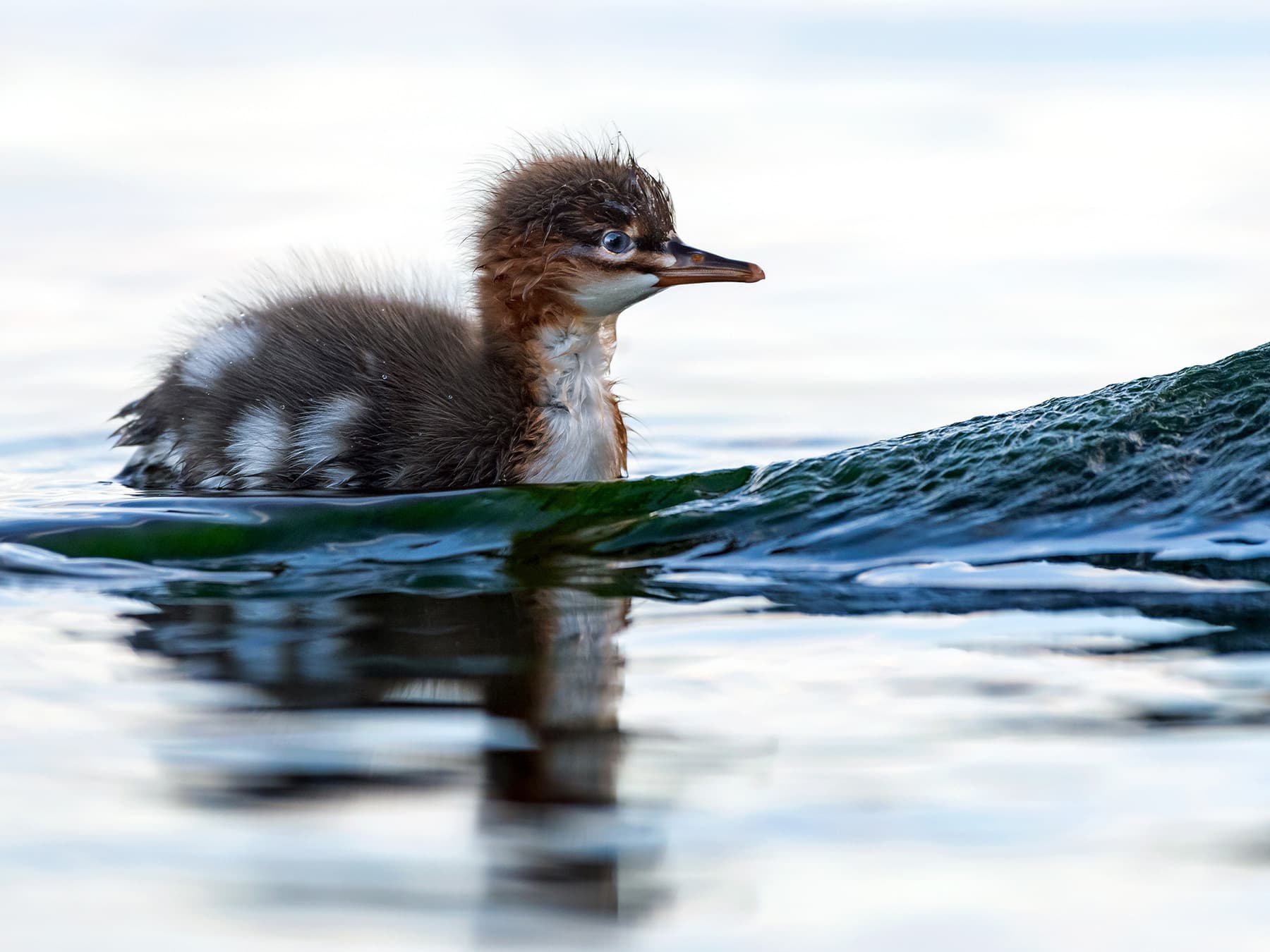 Red-Breasted Merganser duckling