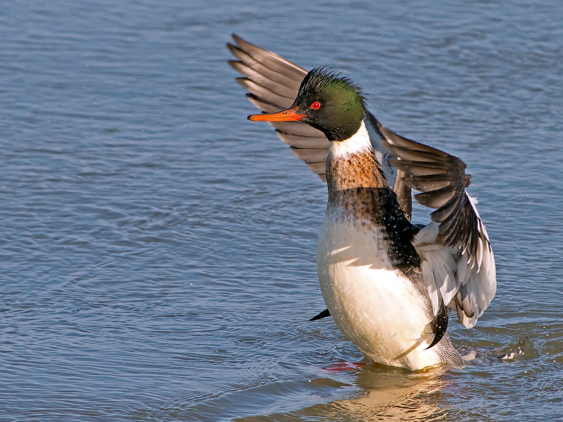 Red-Breasted Merganser in the lake flapping his wings