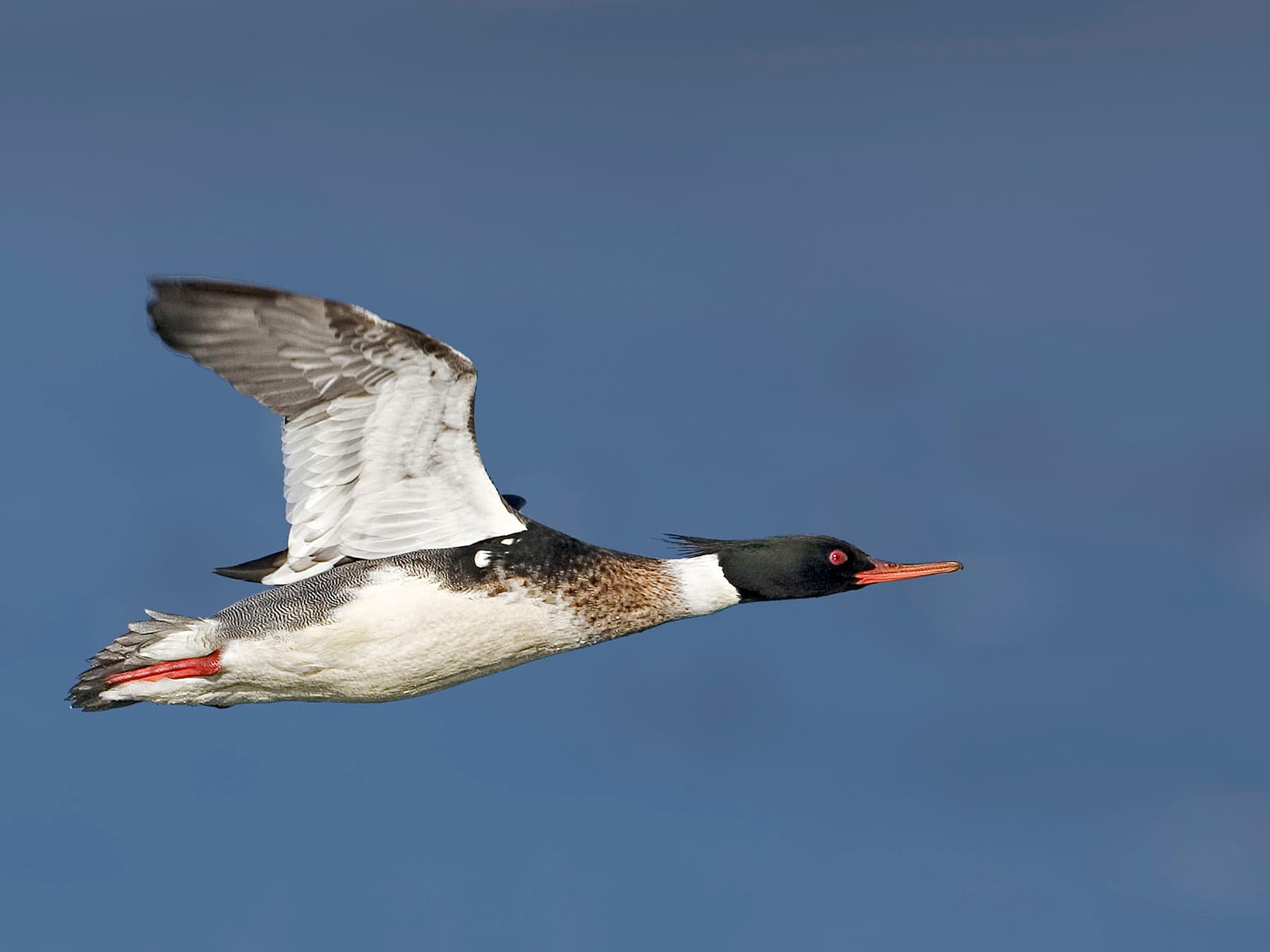 Red-Breasted Merganser in-flight
