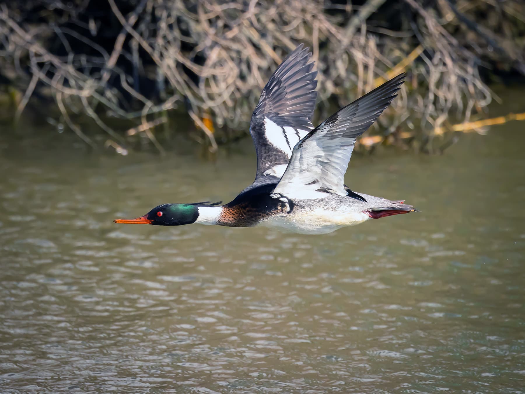 Red-Breasted Merganser in-flight