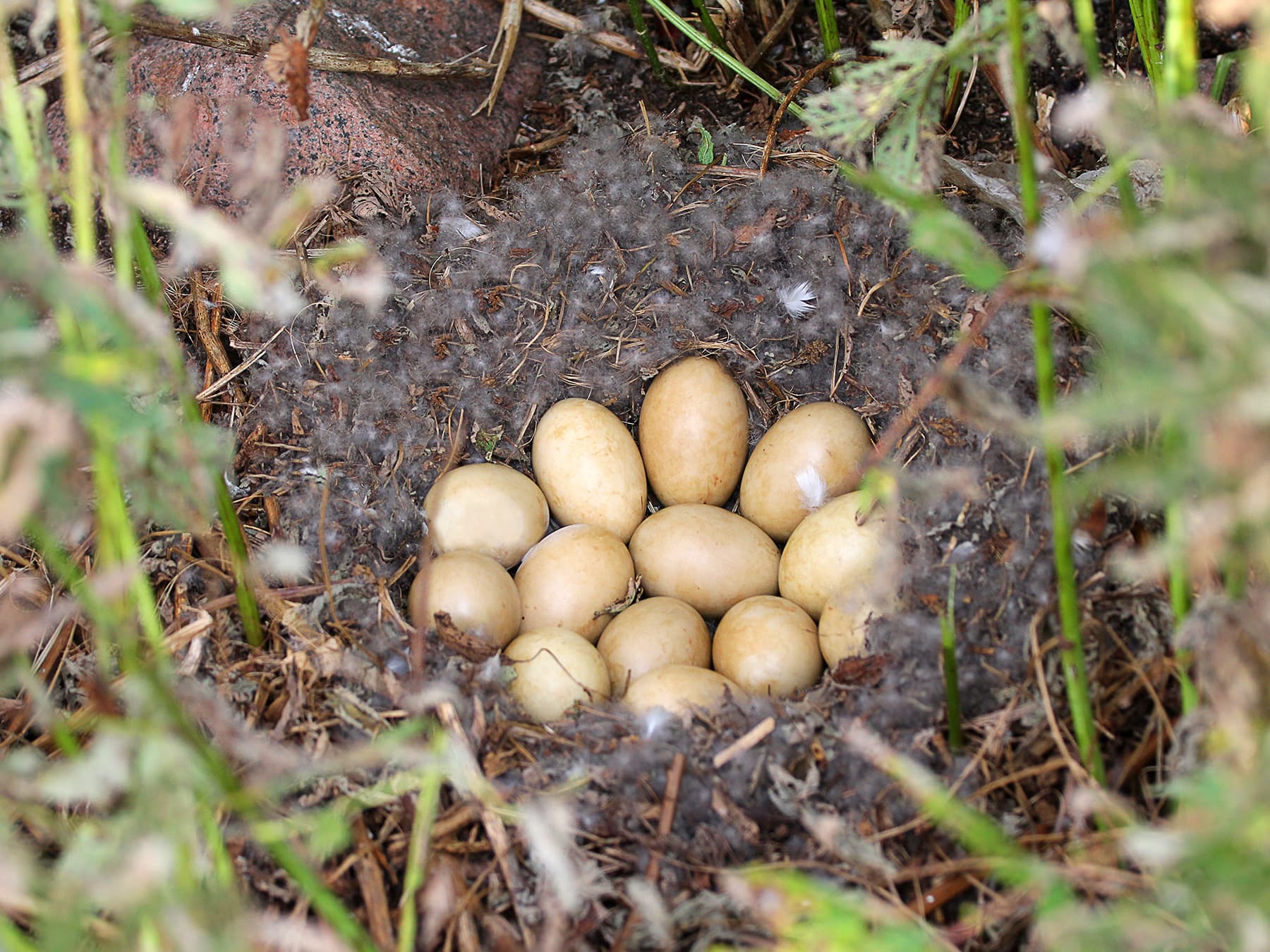 Nest of a Red-Breasted Merganser with 13 eggs