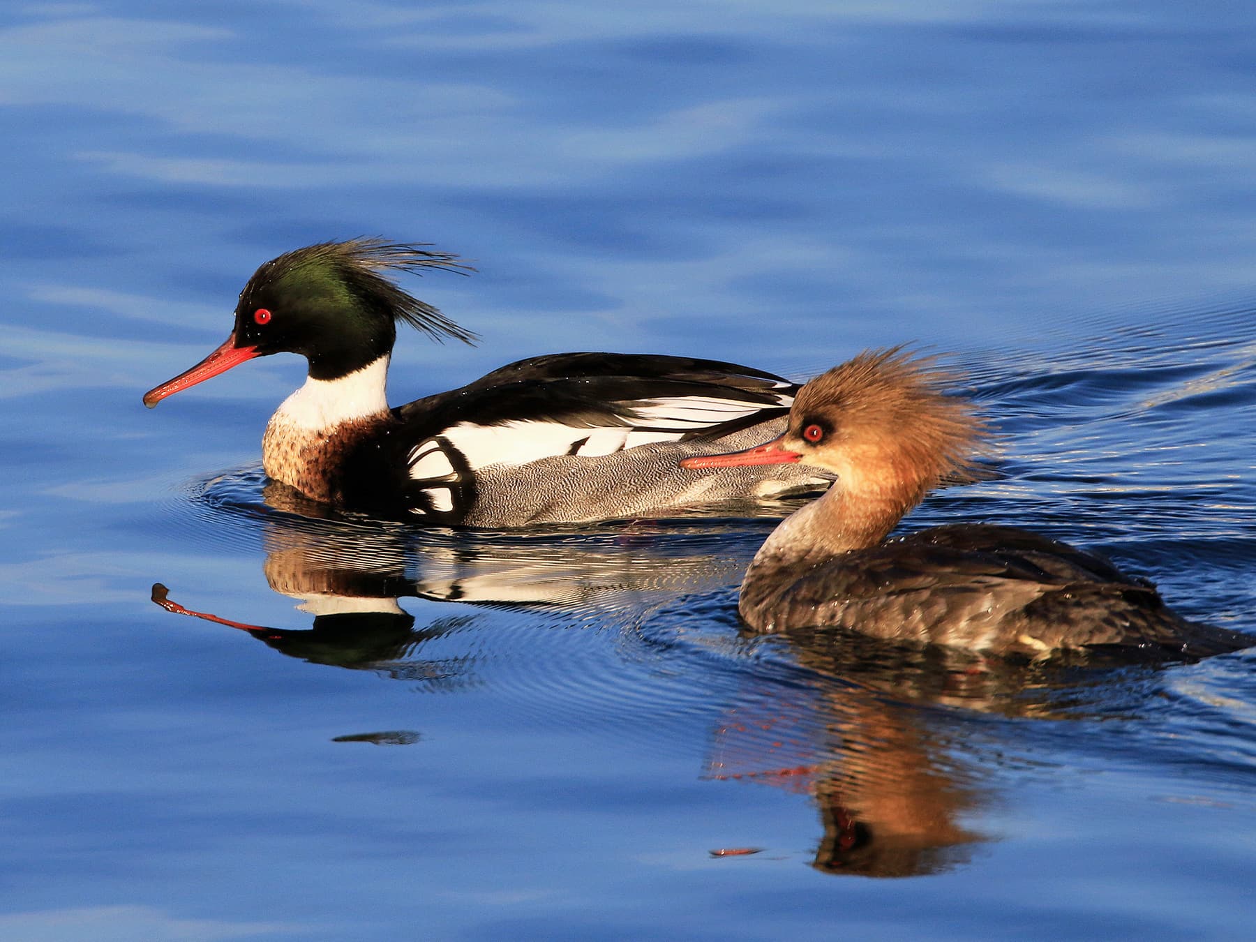 Red-Breasted Merganser male (left) and female (right)