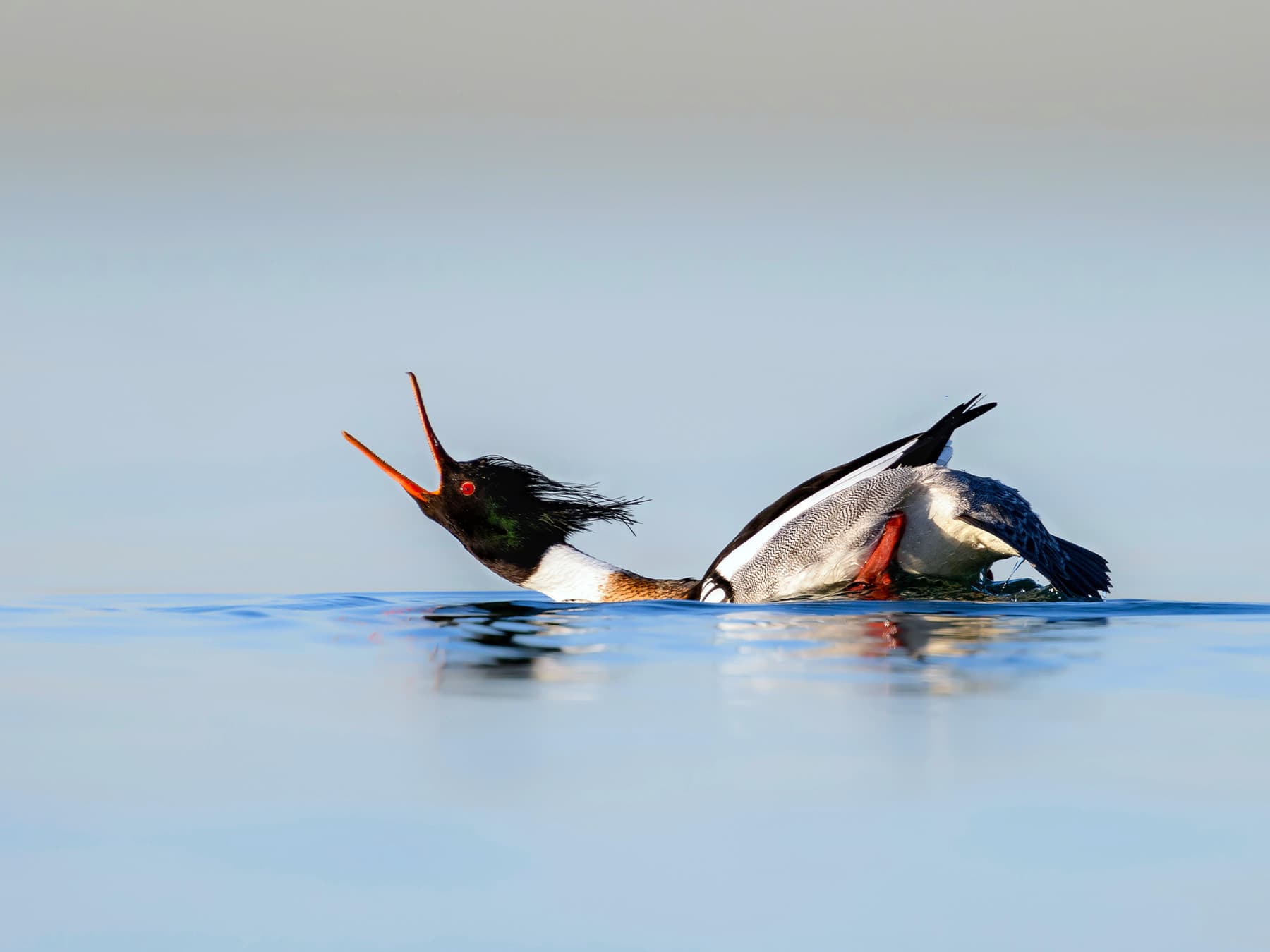 Red-Breasted Merganser performing courtship display