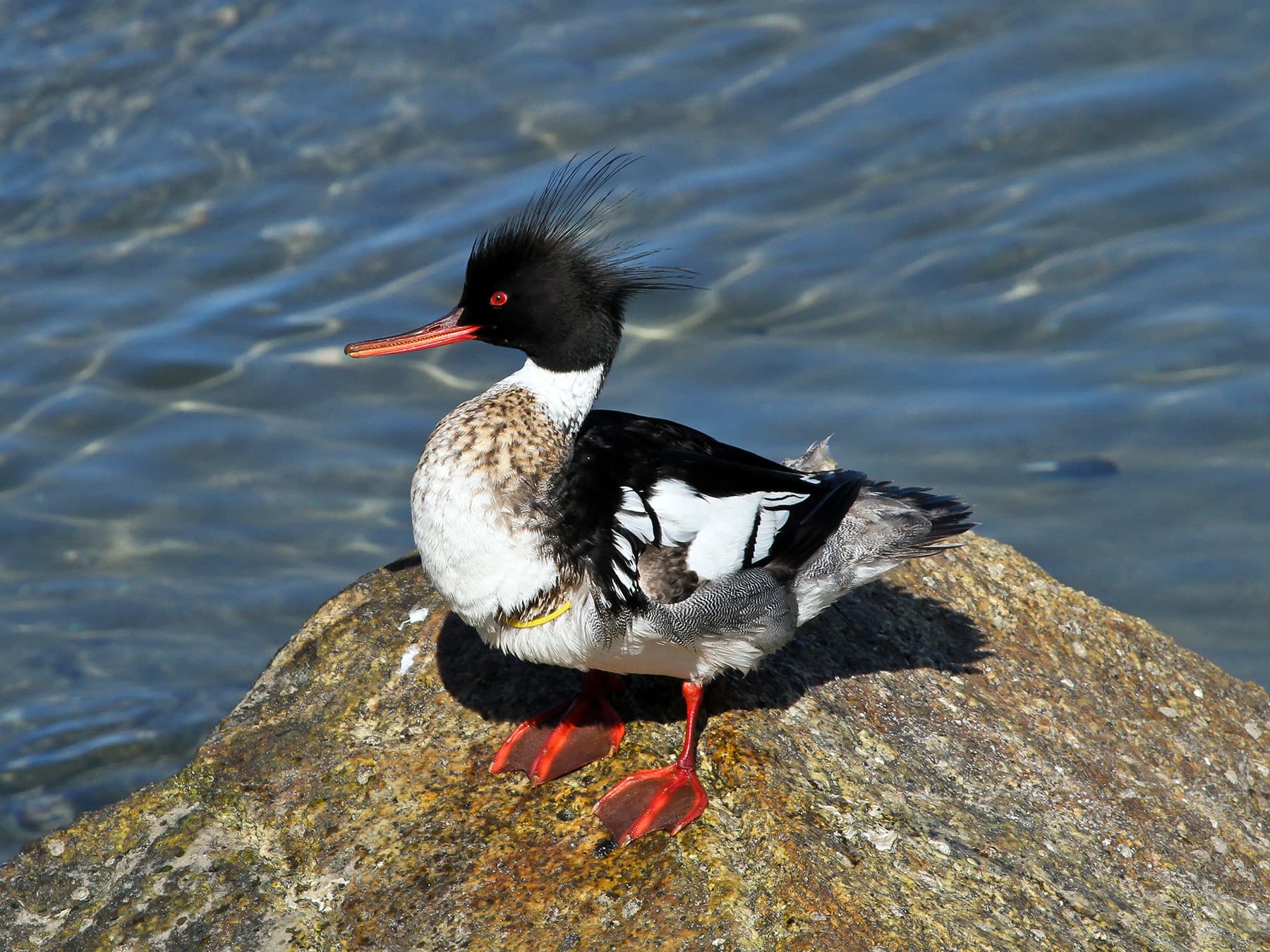 Red-Breasted Merganser standing on a rock by the sea