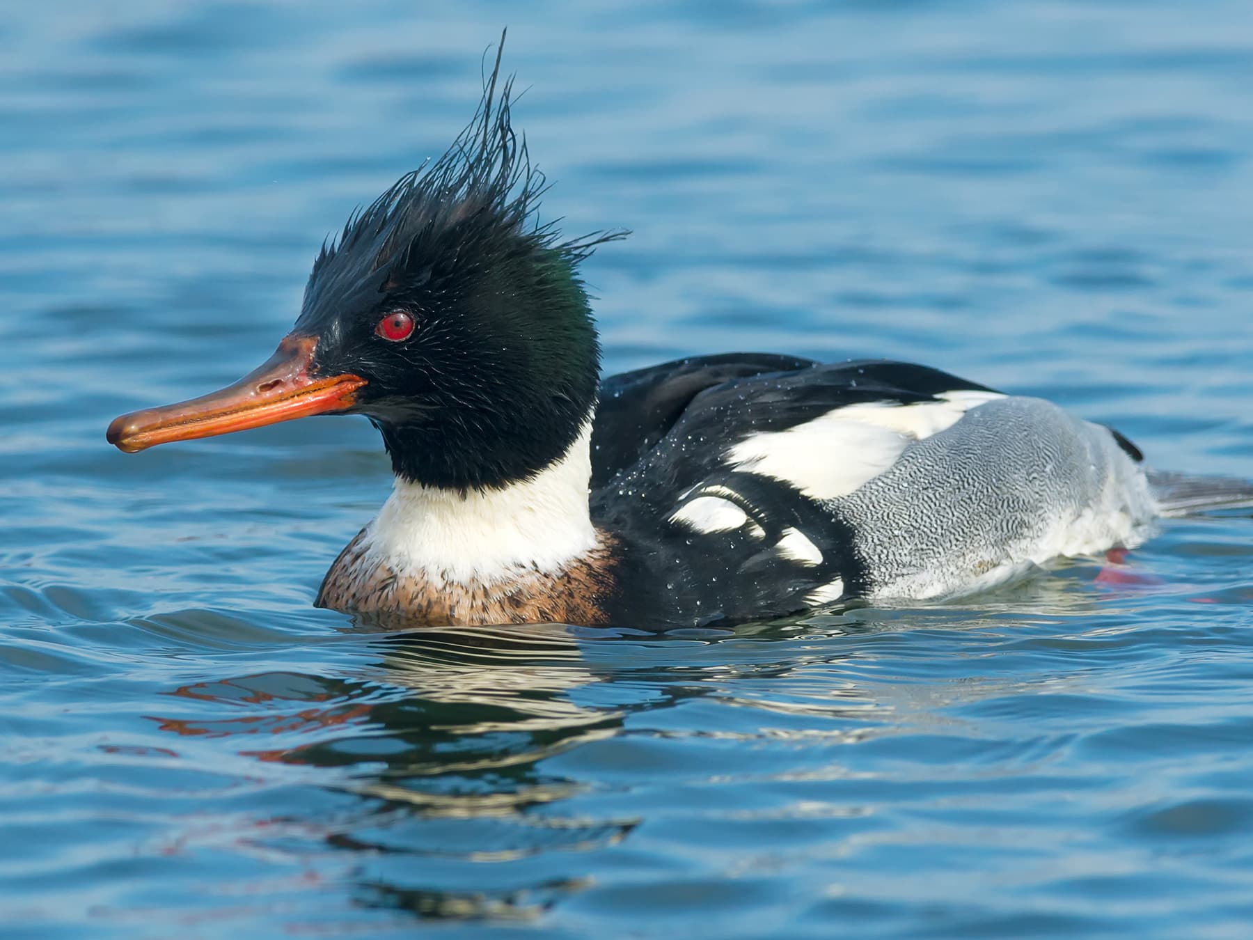 Male Red-Breasted Merganser