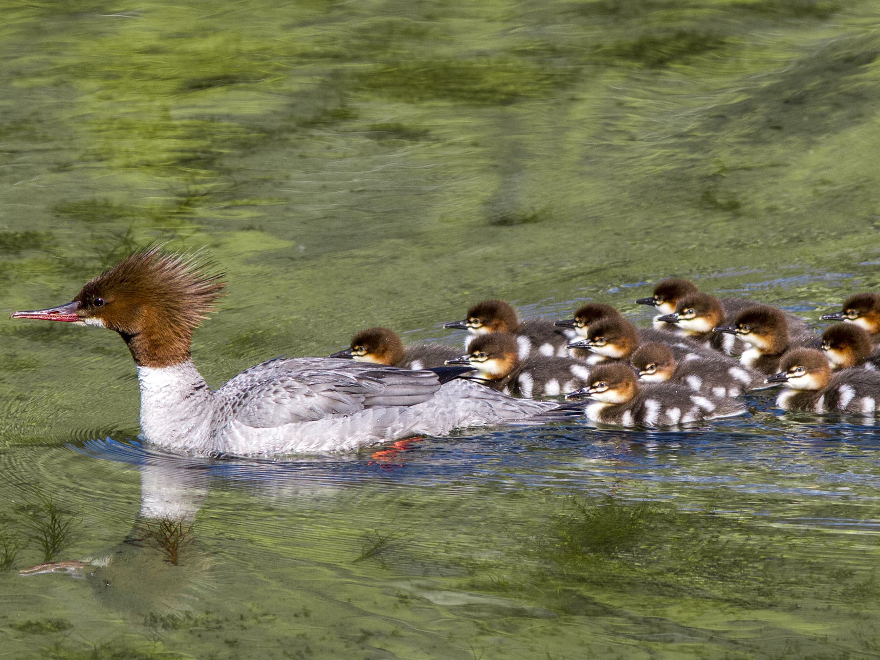 Red-Breasted Merganser