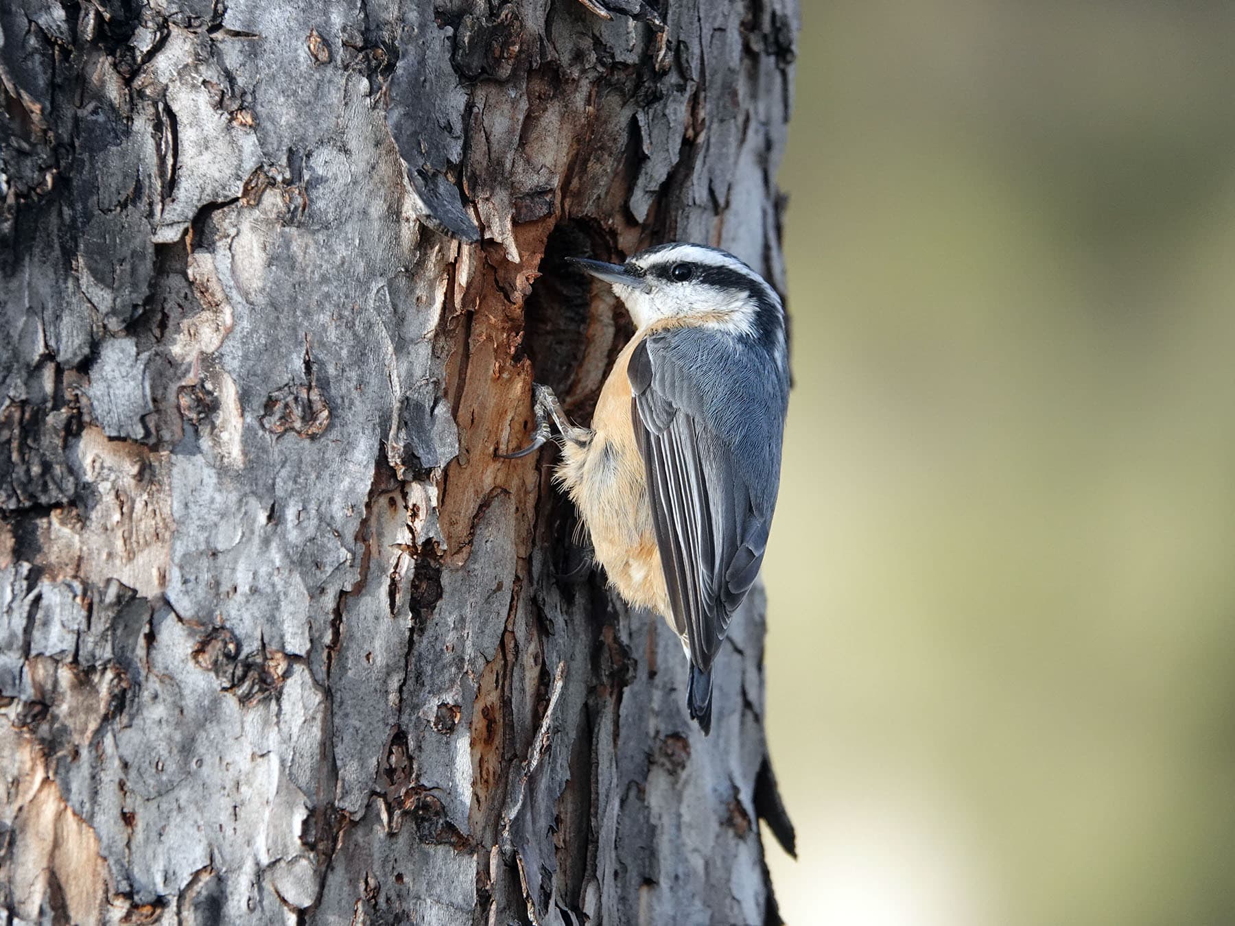 Red-breasted Nuthatch outside nest cavity