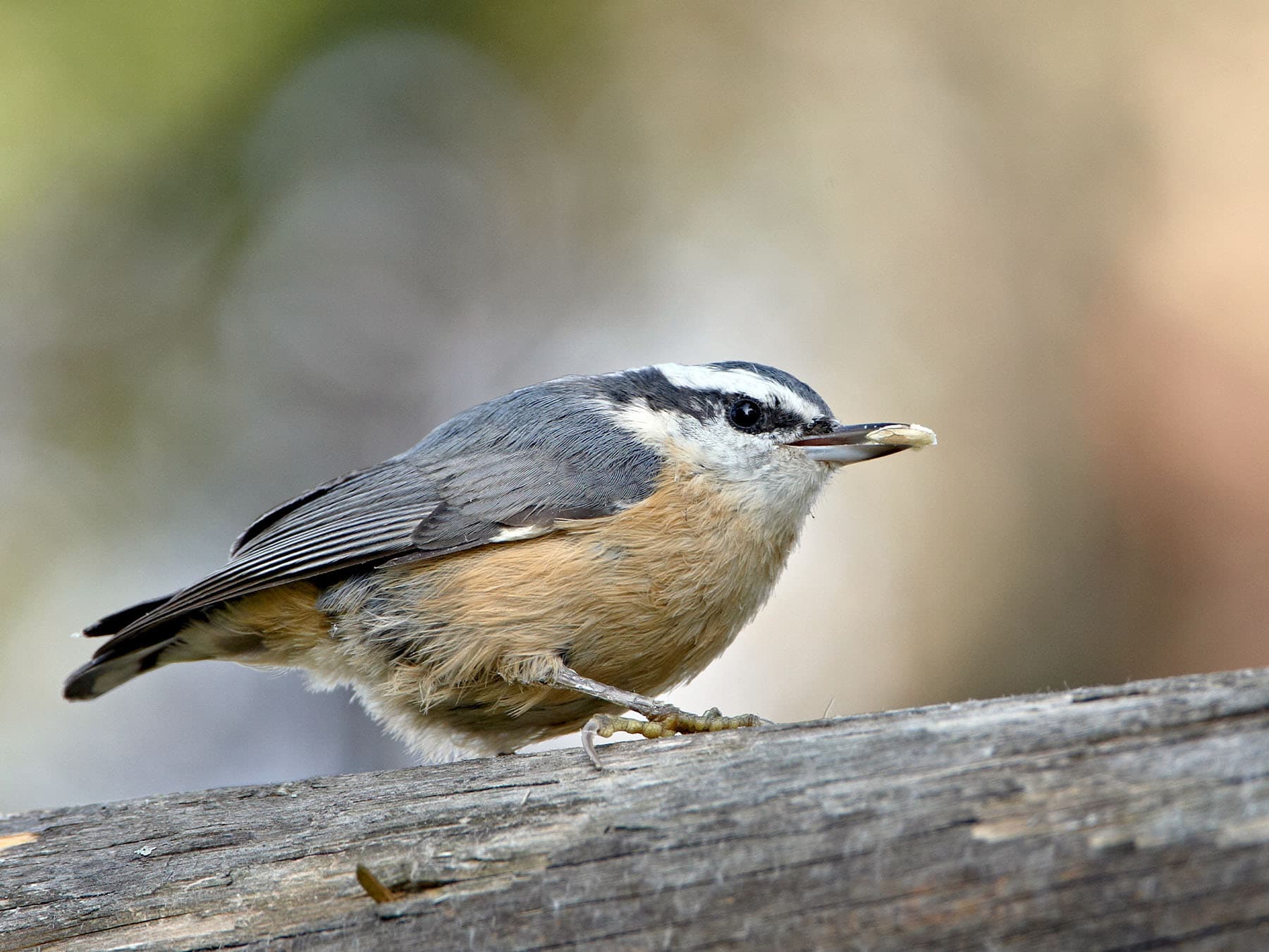 Red-breasted Nuthatch perched on a branch feeding on seeds