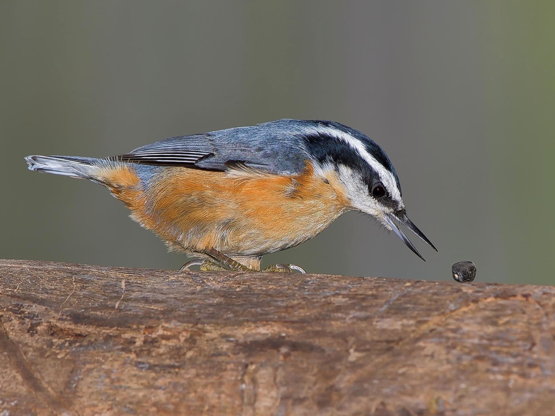 Red-breasted Nuthatch perched on branch feeding
