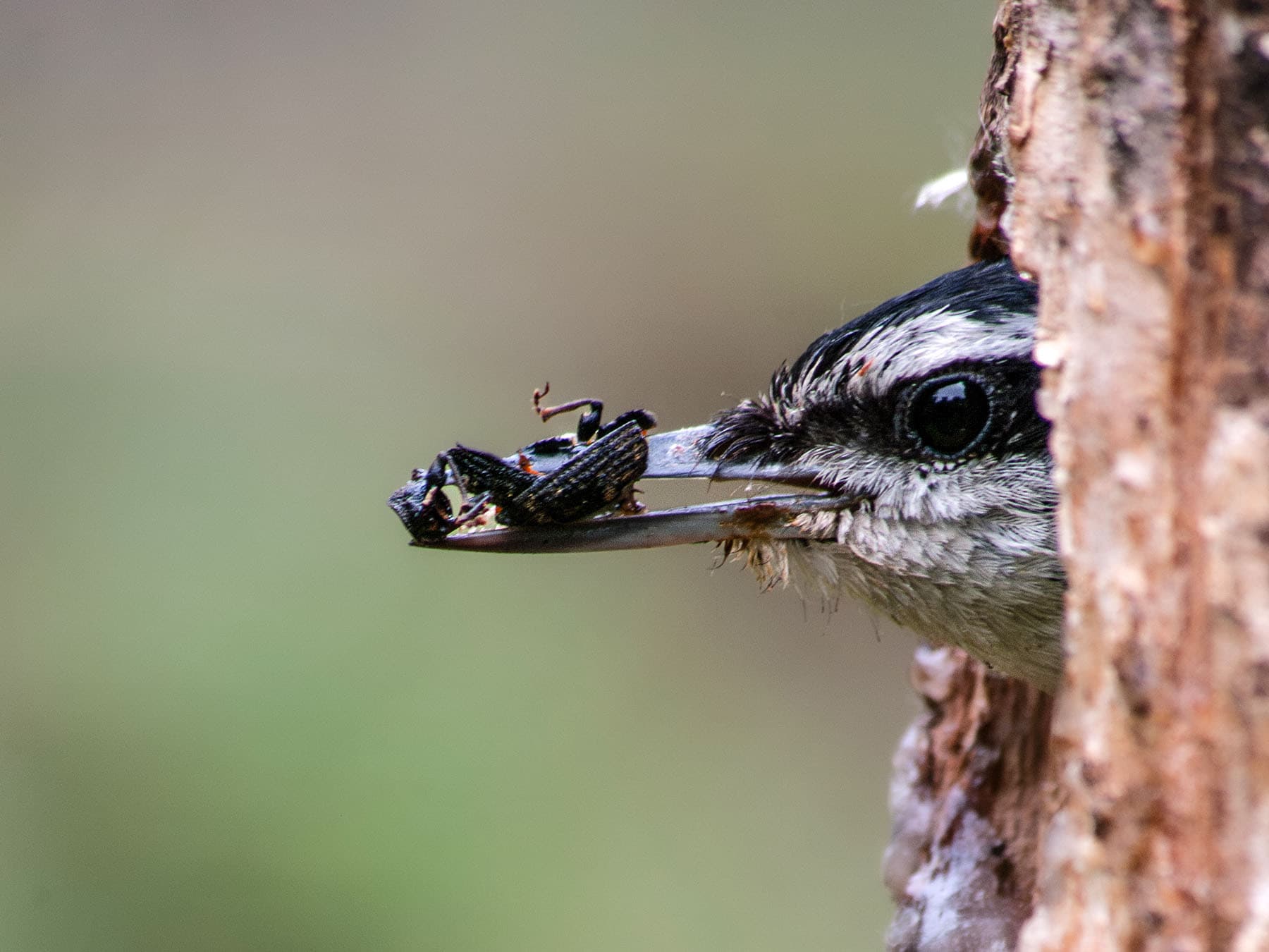 Red-breasted Nuthatch in nest cavity with insects in its beak