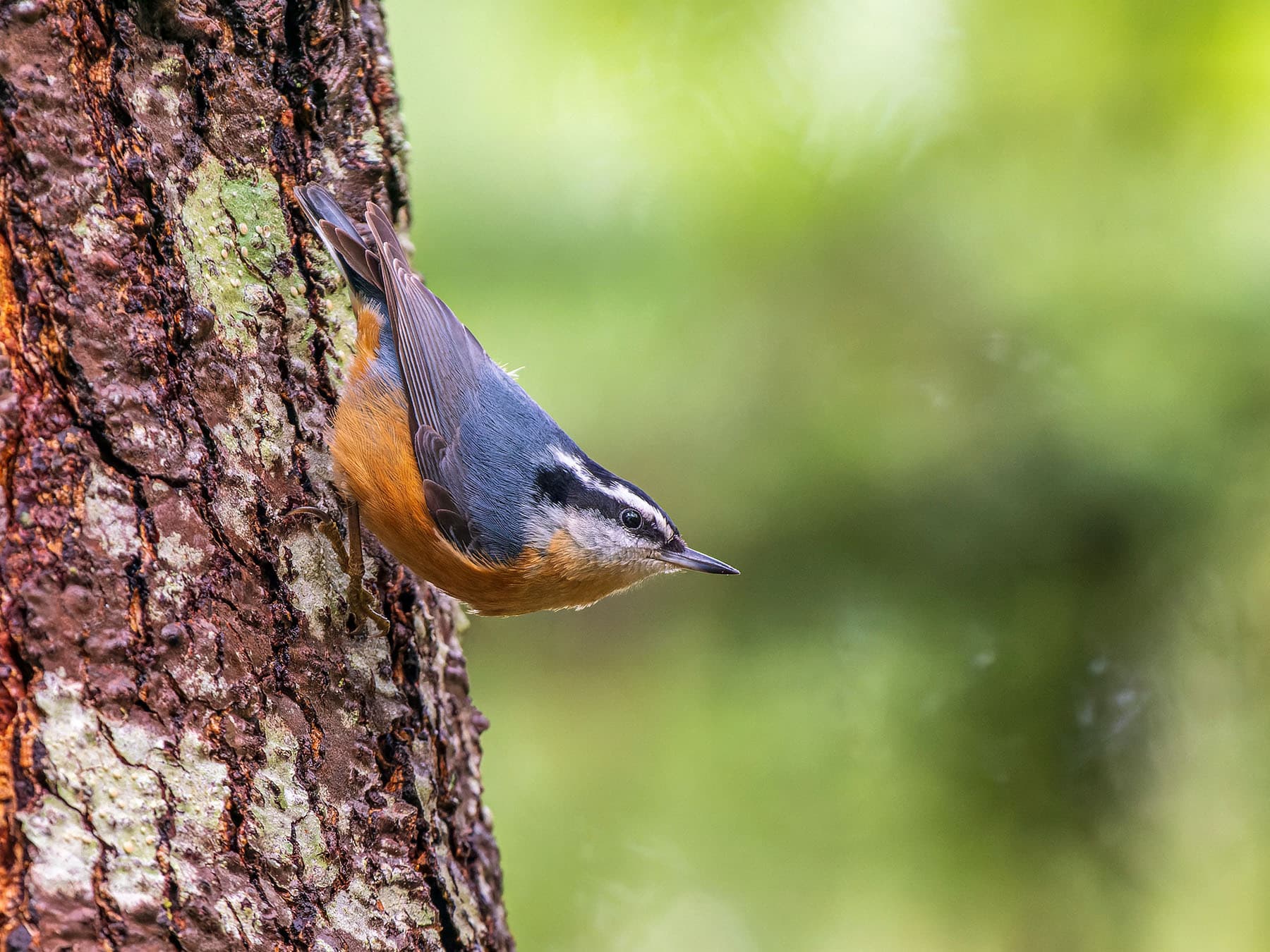 Red-breasted Nuthatch perching on the side of a tree trunk