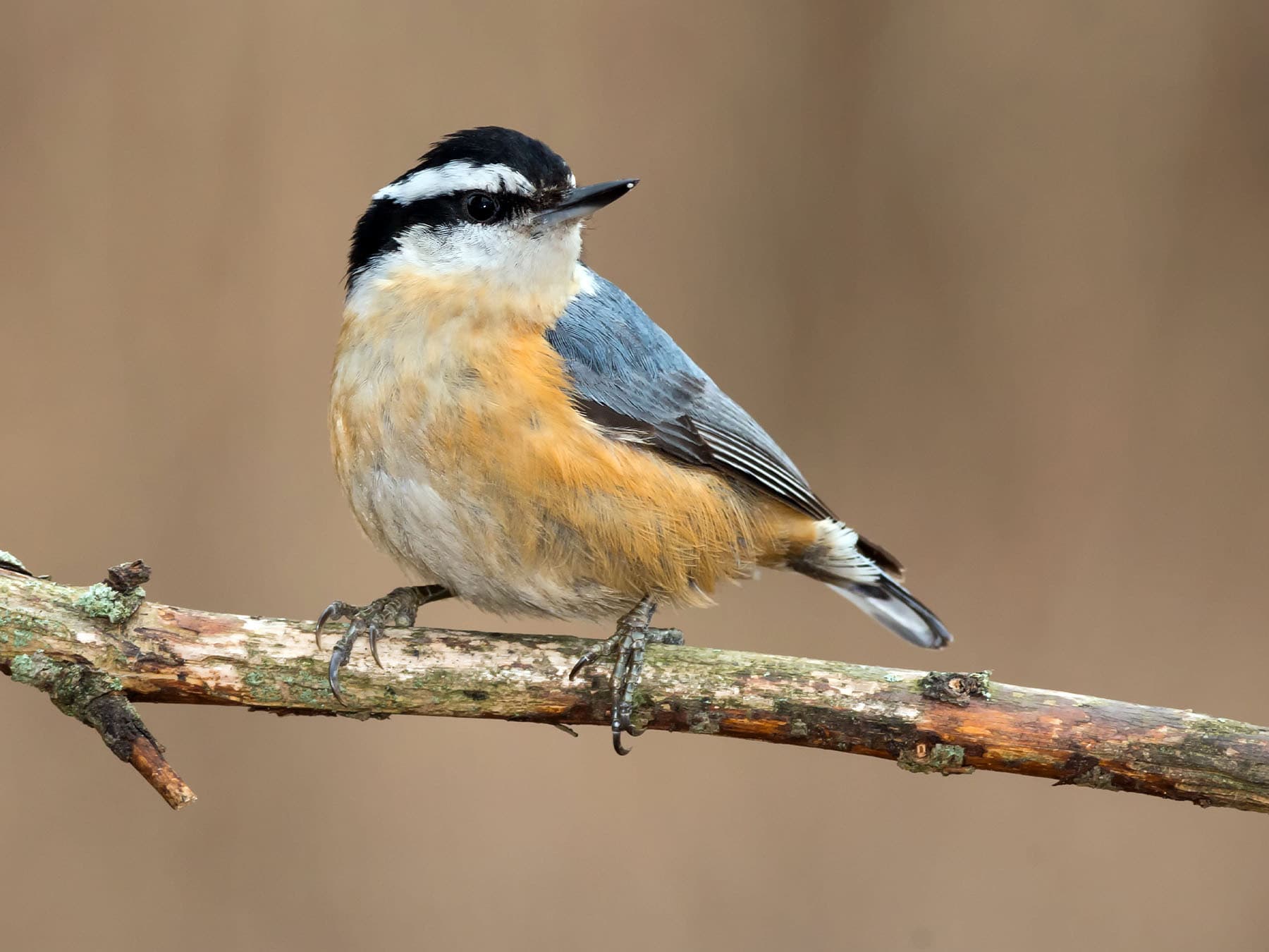 Red-breasted Nuthatch perching on a branch