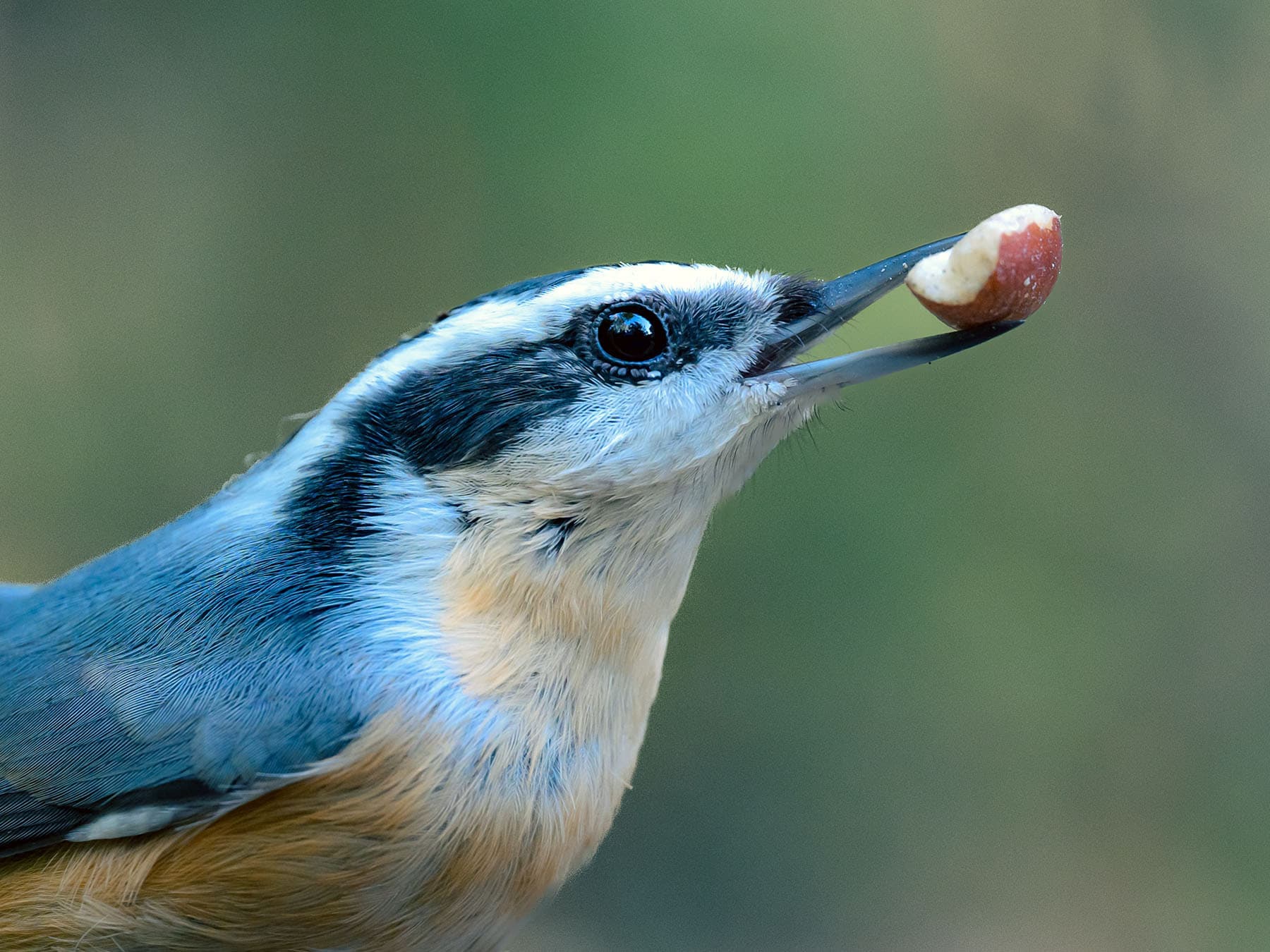 Portrait of a Red-breasted Nuthatch