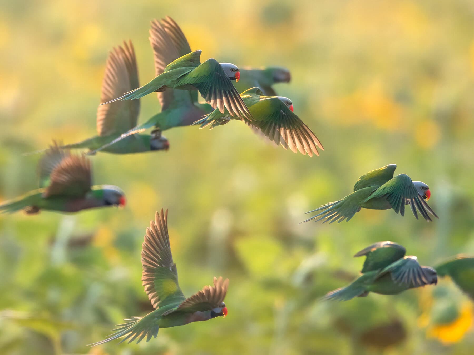 Red breasted parakeets