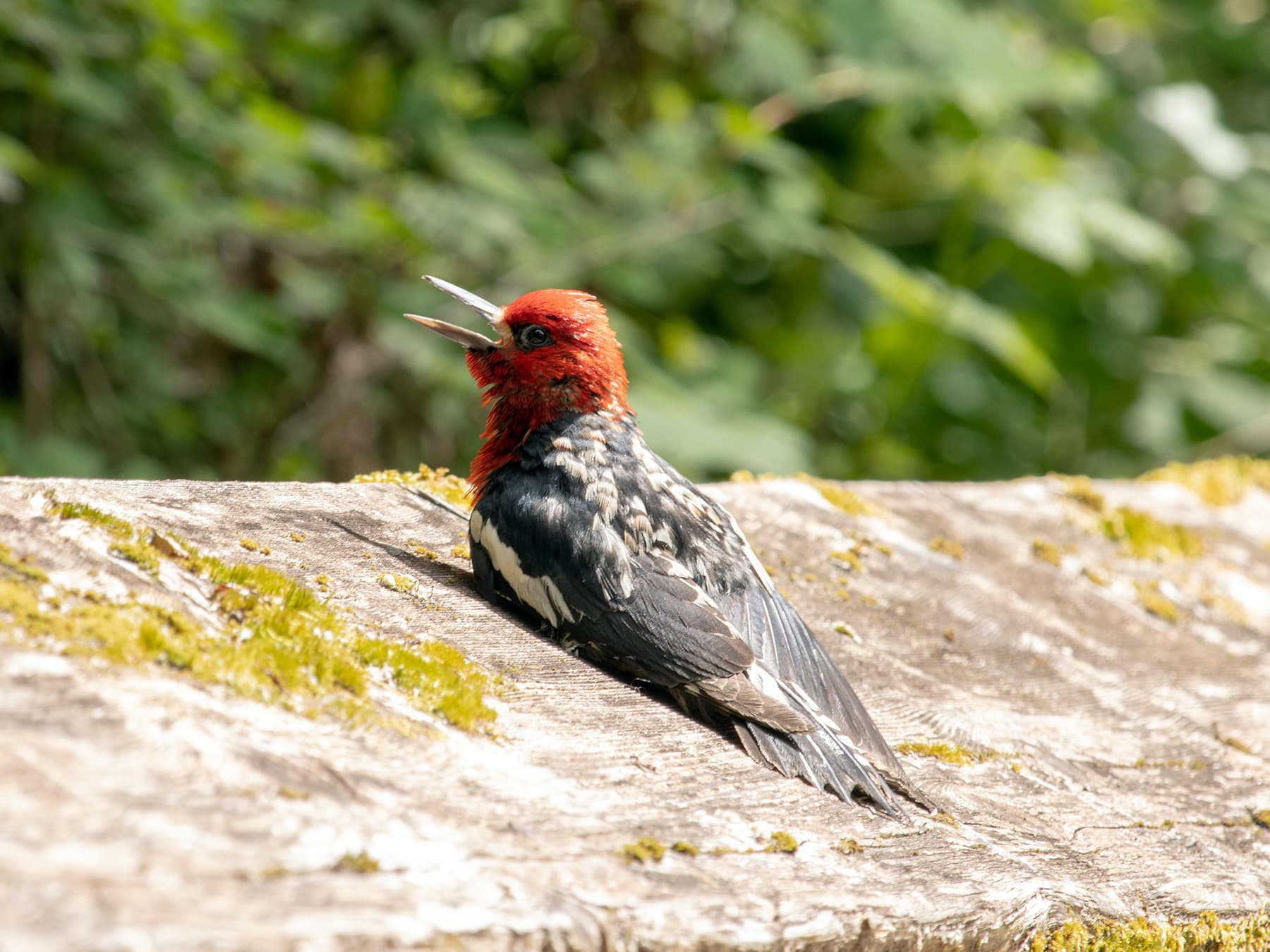 Red-breasted Sapsucker calling to warn of a nearby threat