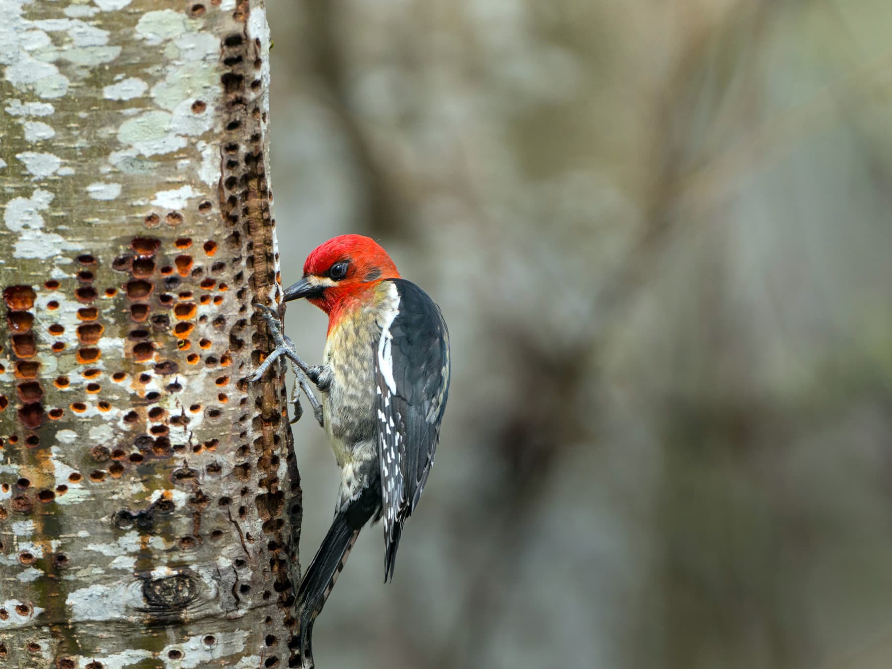 Red-breasted Sapsucker drilling a sap well