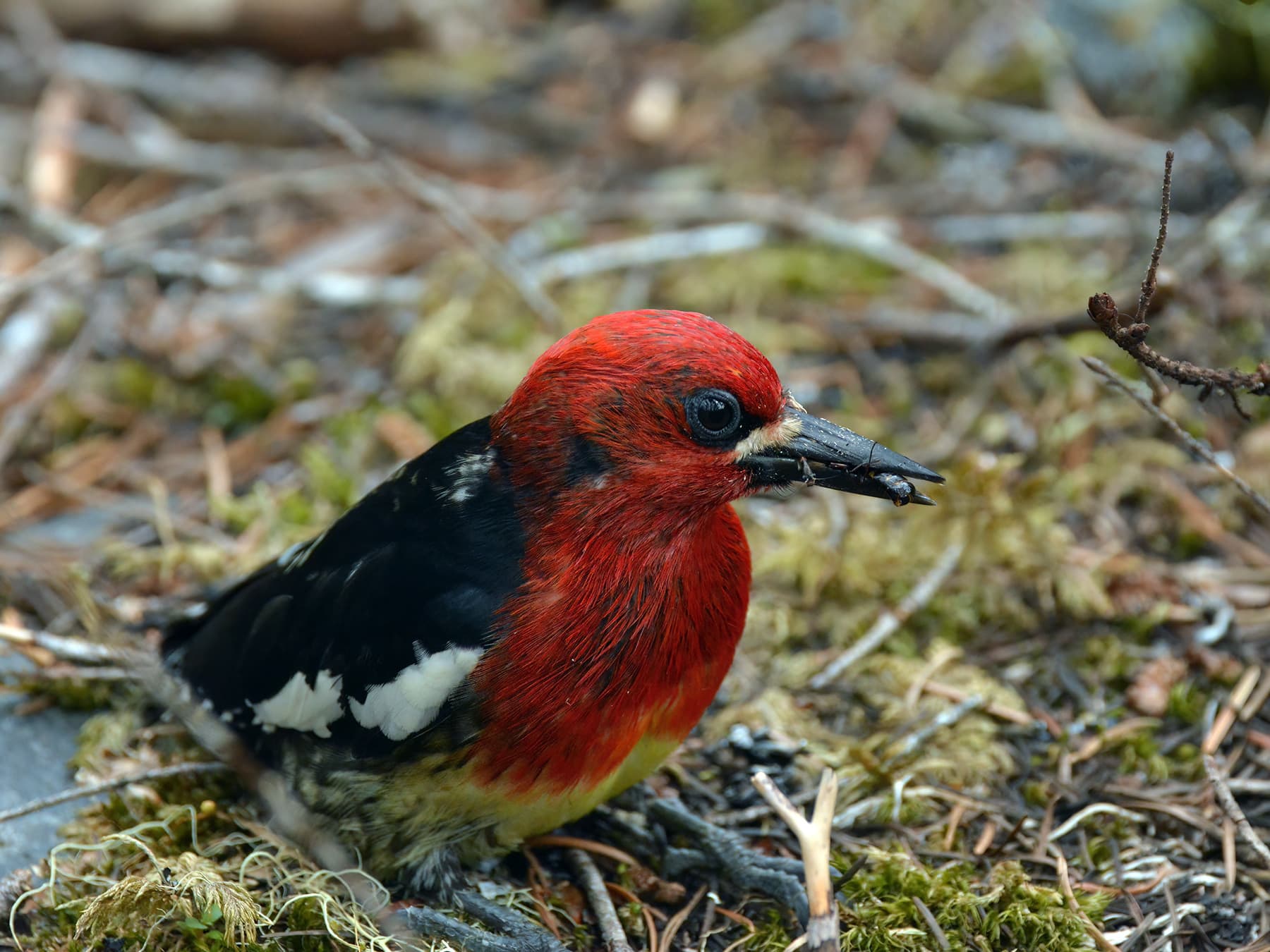 Red-breasted Sapsucker foraging on the forest ground