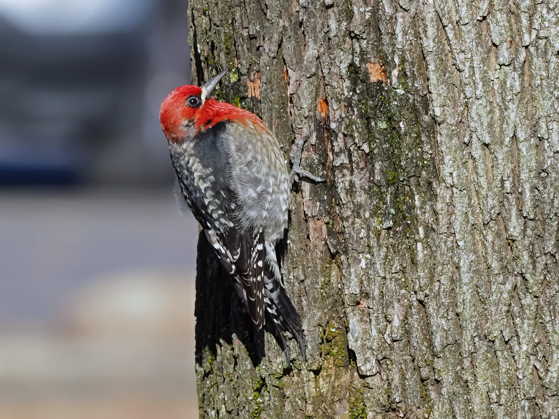 Red-breasted Sapsucker foraging on the trunk of a tree