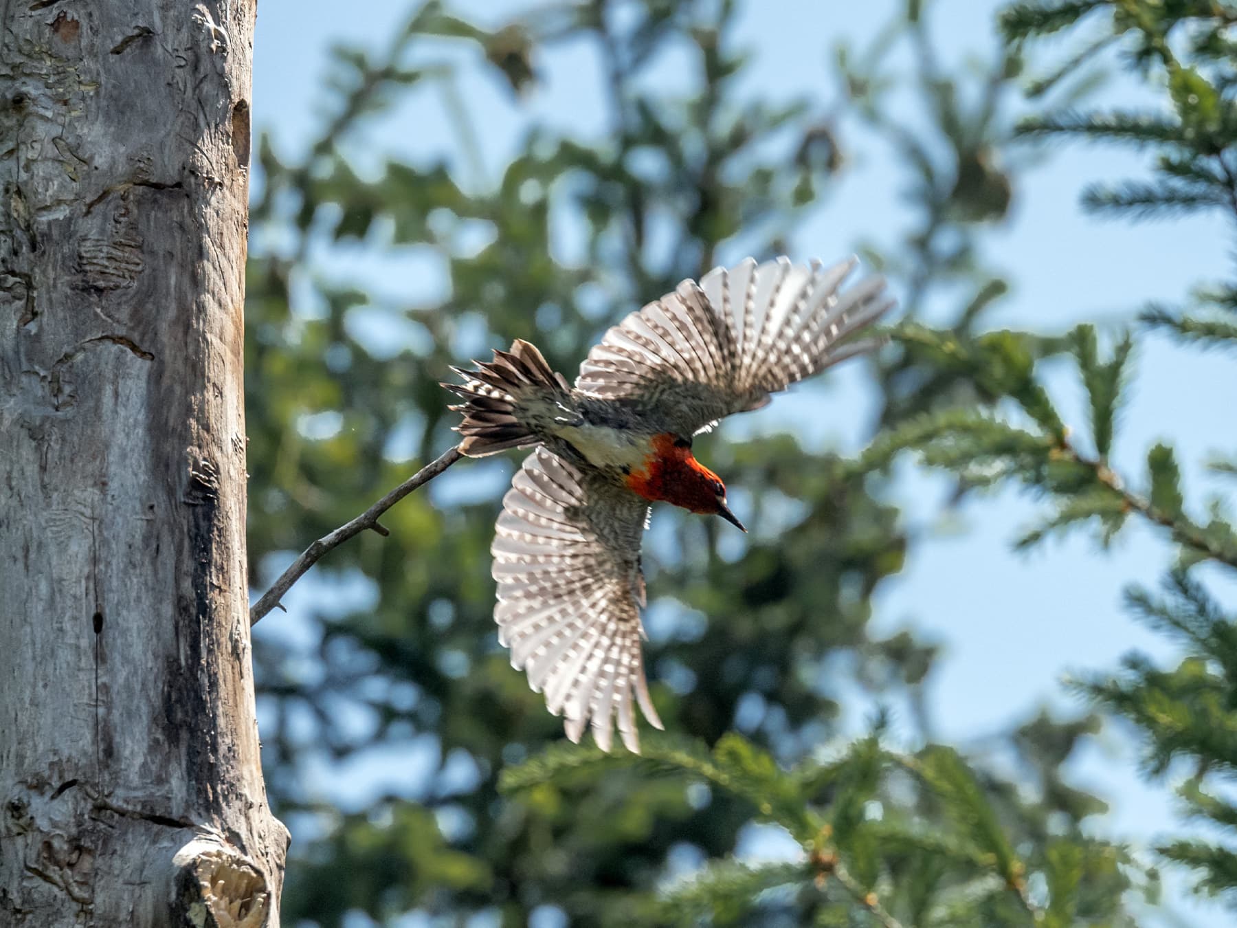Red-breasted Sapsucker in-flight
