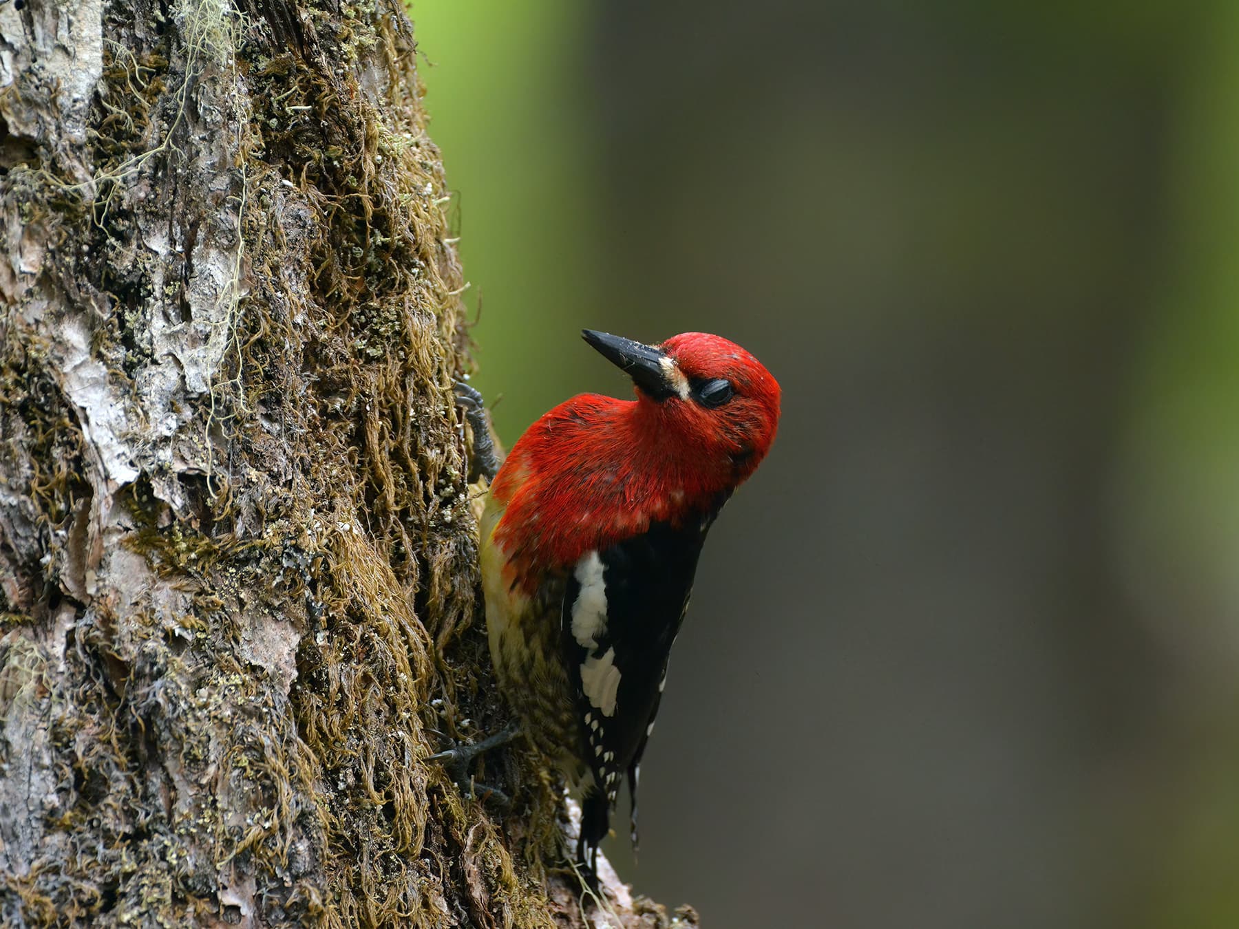 Red-breasted Sapsucker in woodland habitat