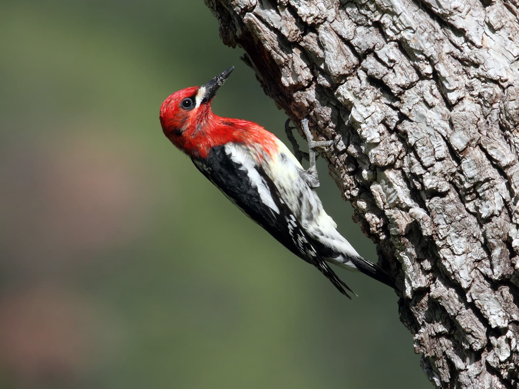 Red breasted sapsucker on tree trunk clearing nest hole