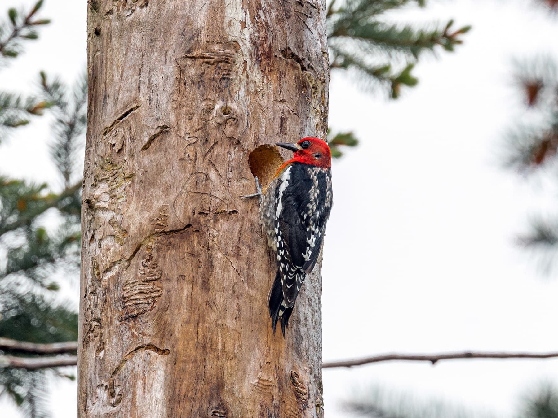Red-breasted Sapsucker outside nest hole
