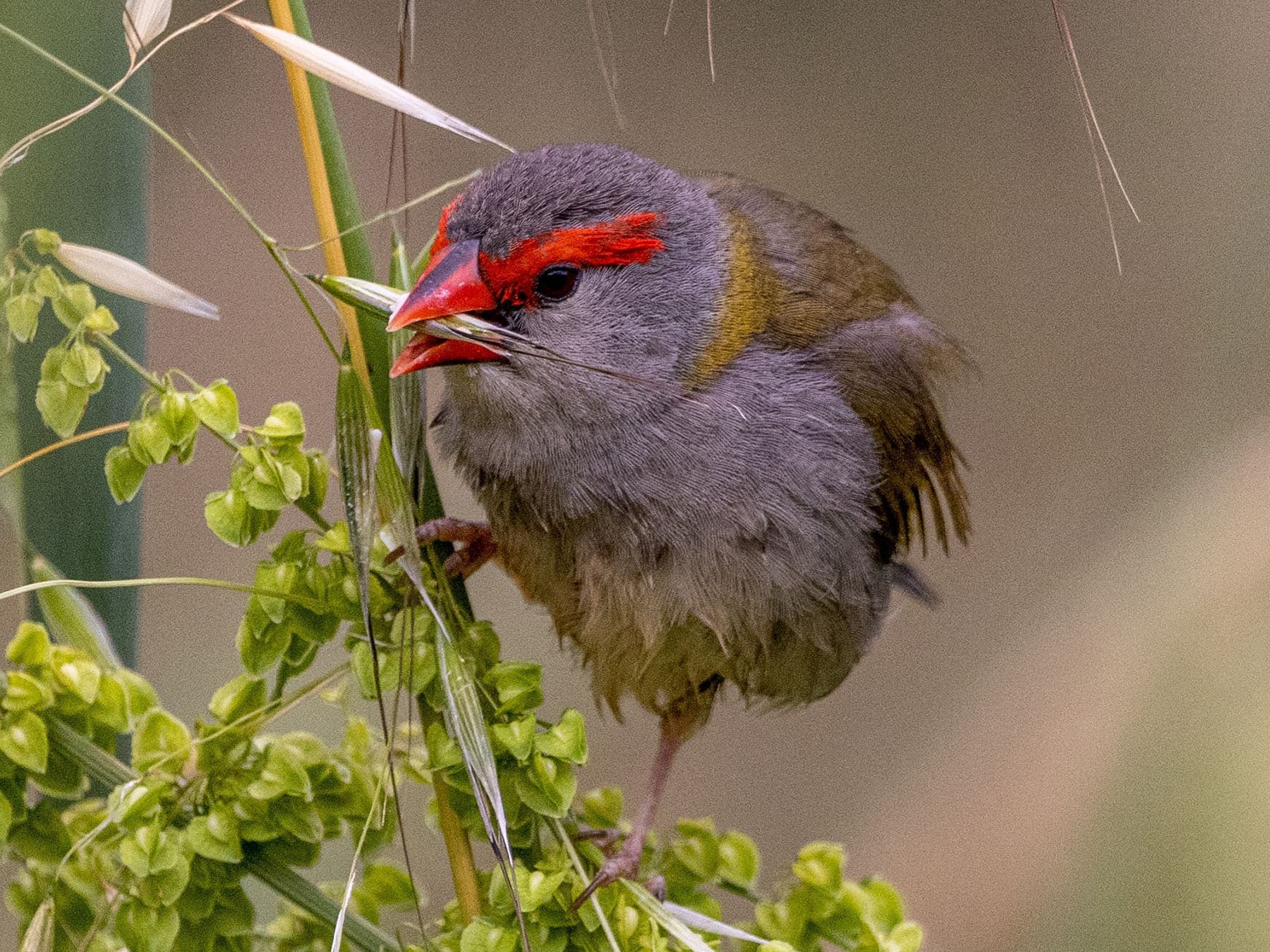 Red-browed Finch eating seeds