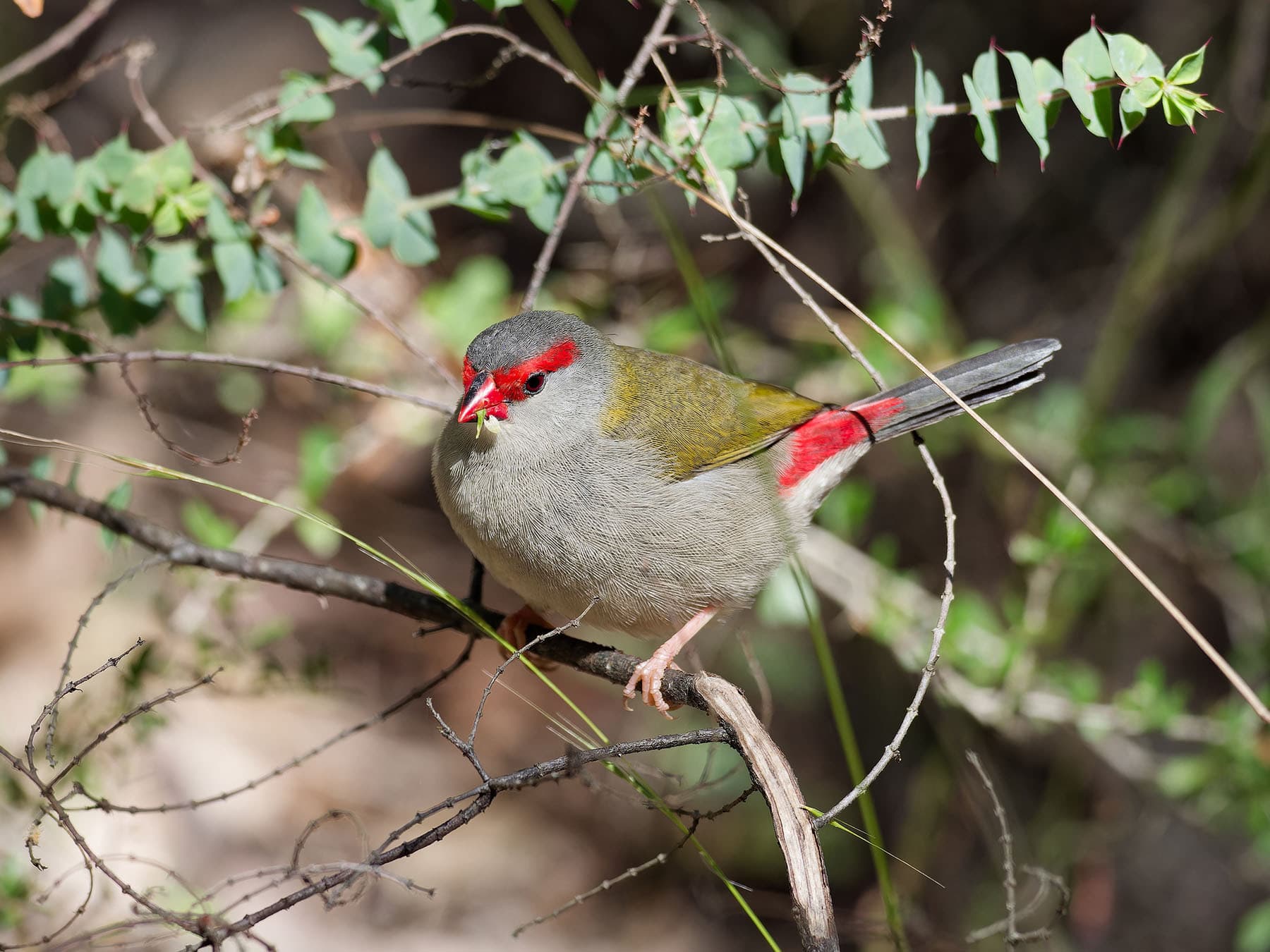 Front-facing Red-browed Finch
