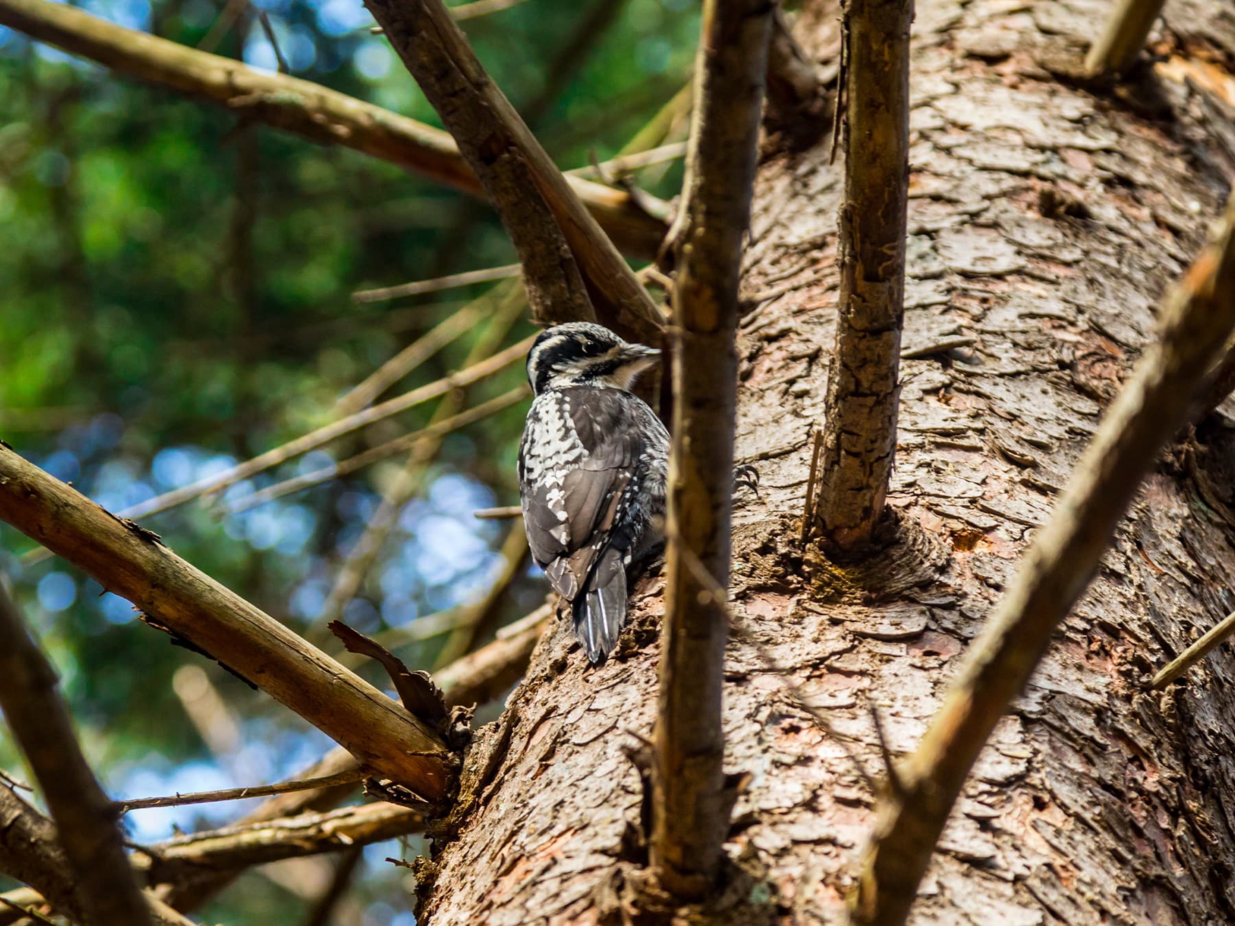 Red-cockaded Woodpecker foraging in the tree