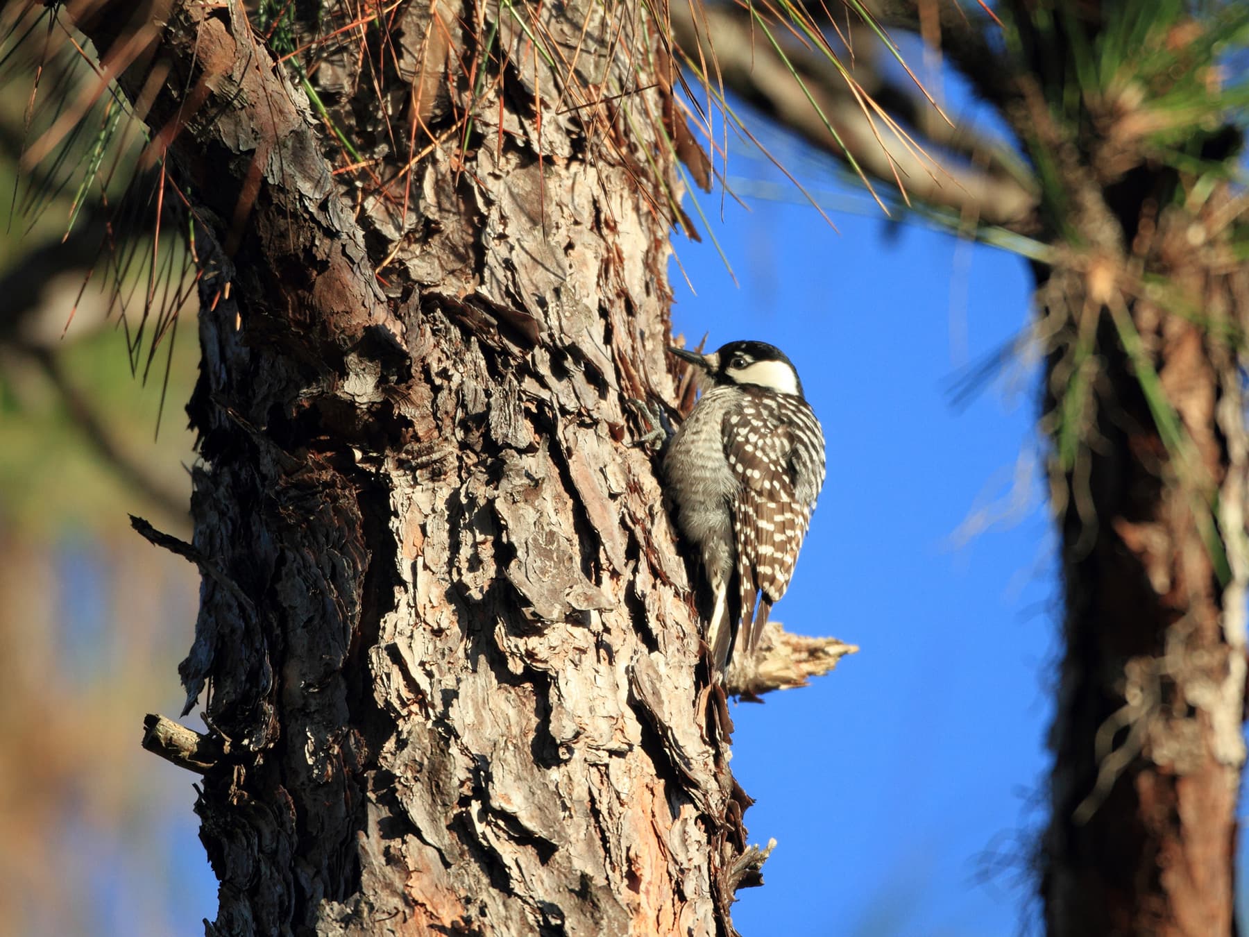 Red-cockaded Woodpecker in natural habitat