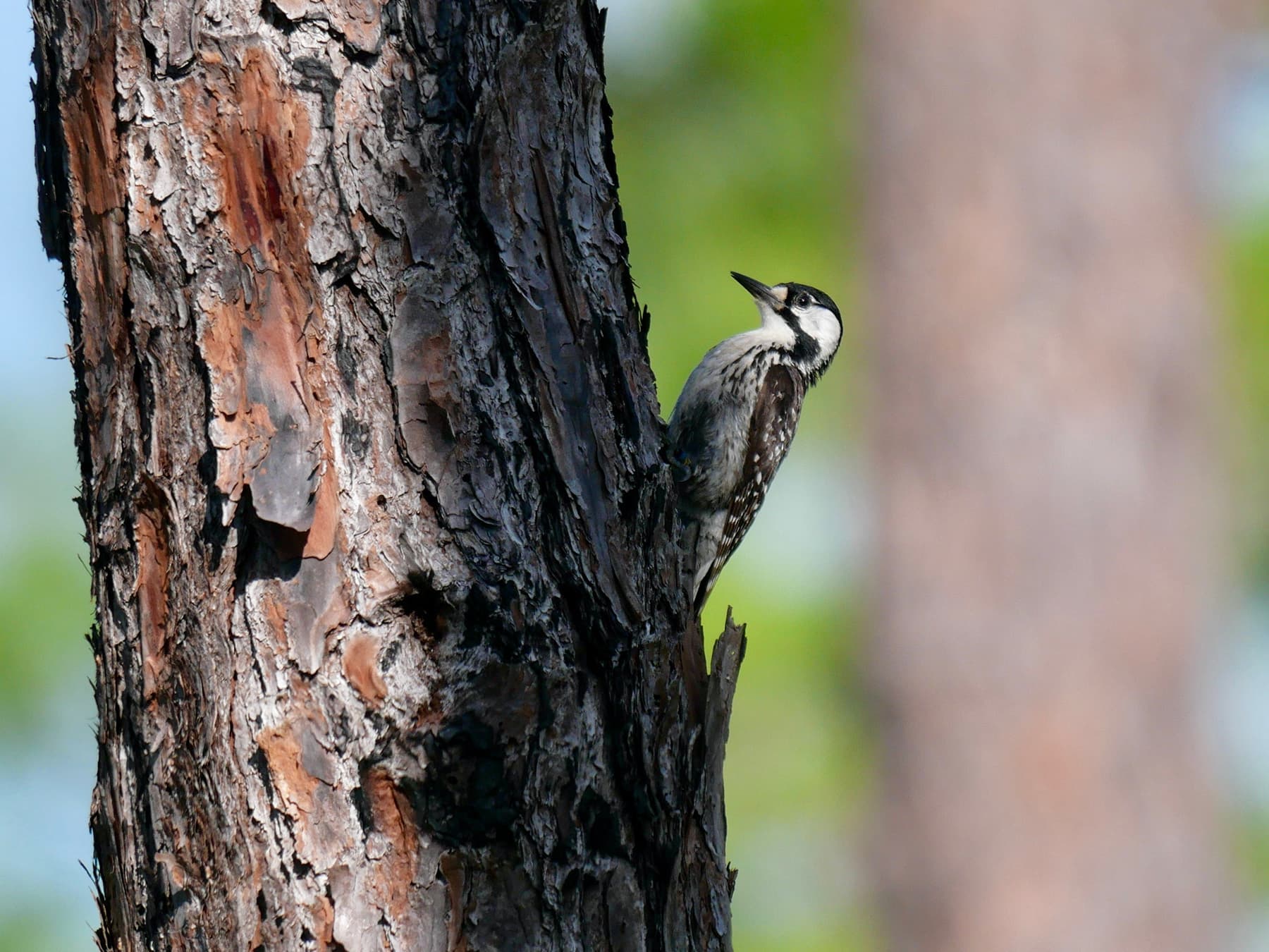 Red-cockaded Woodpecker on a pine trunk