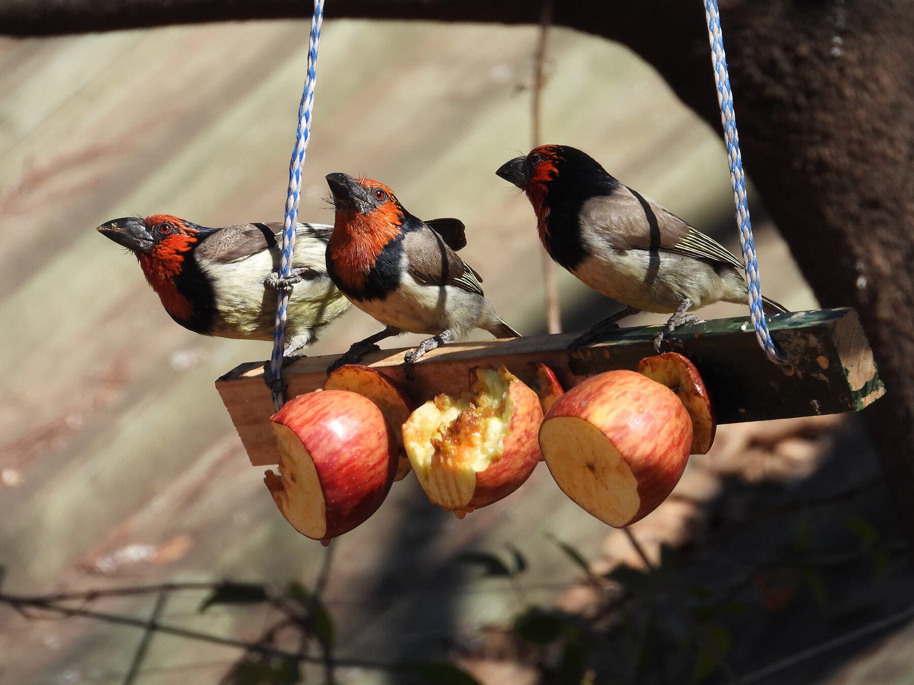Red collared barbets eating apples