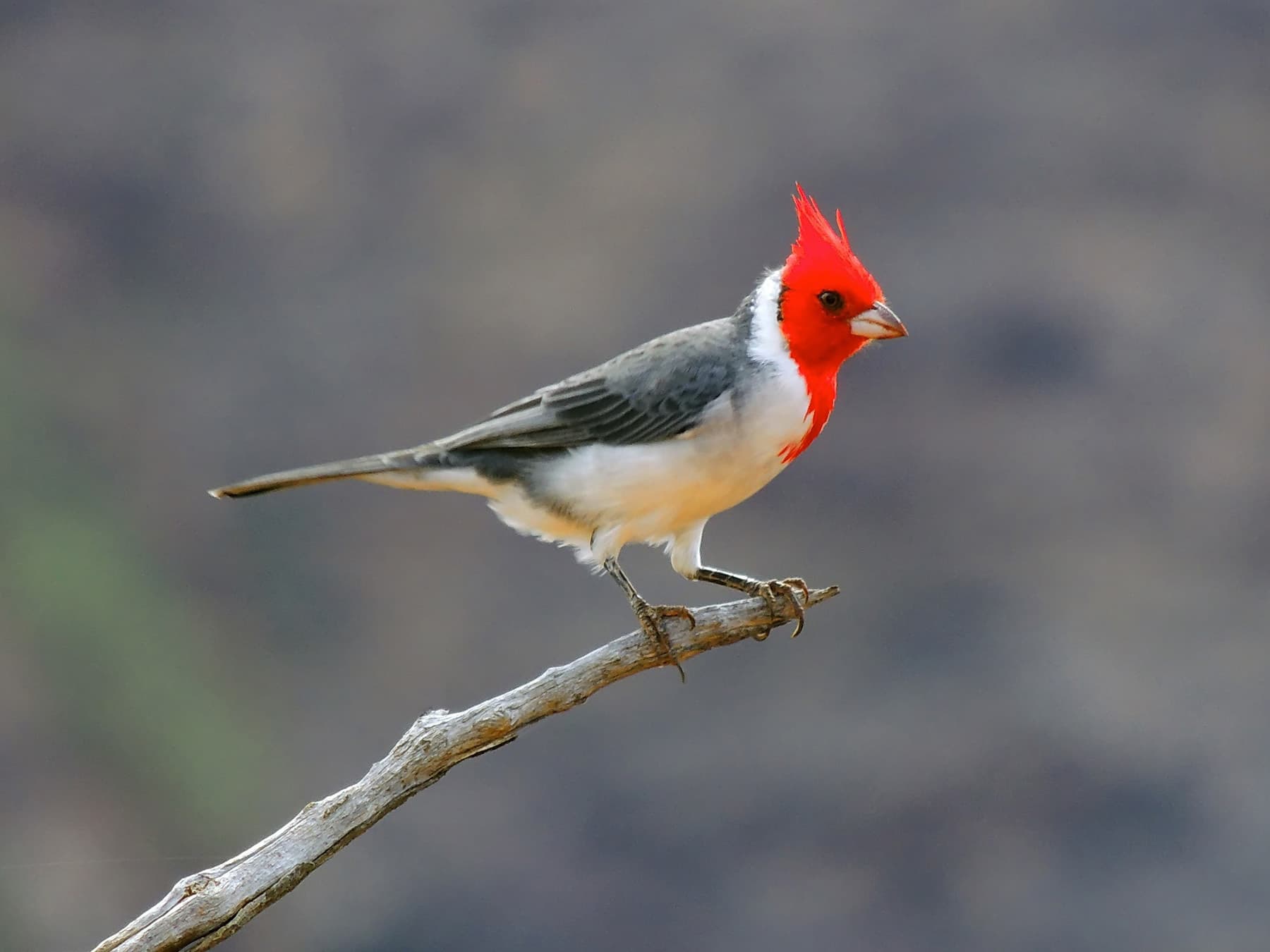 A Red-crested Cardinal: red head and crest, white underparts and a gray back