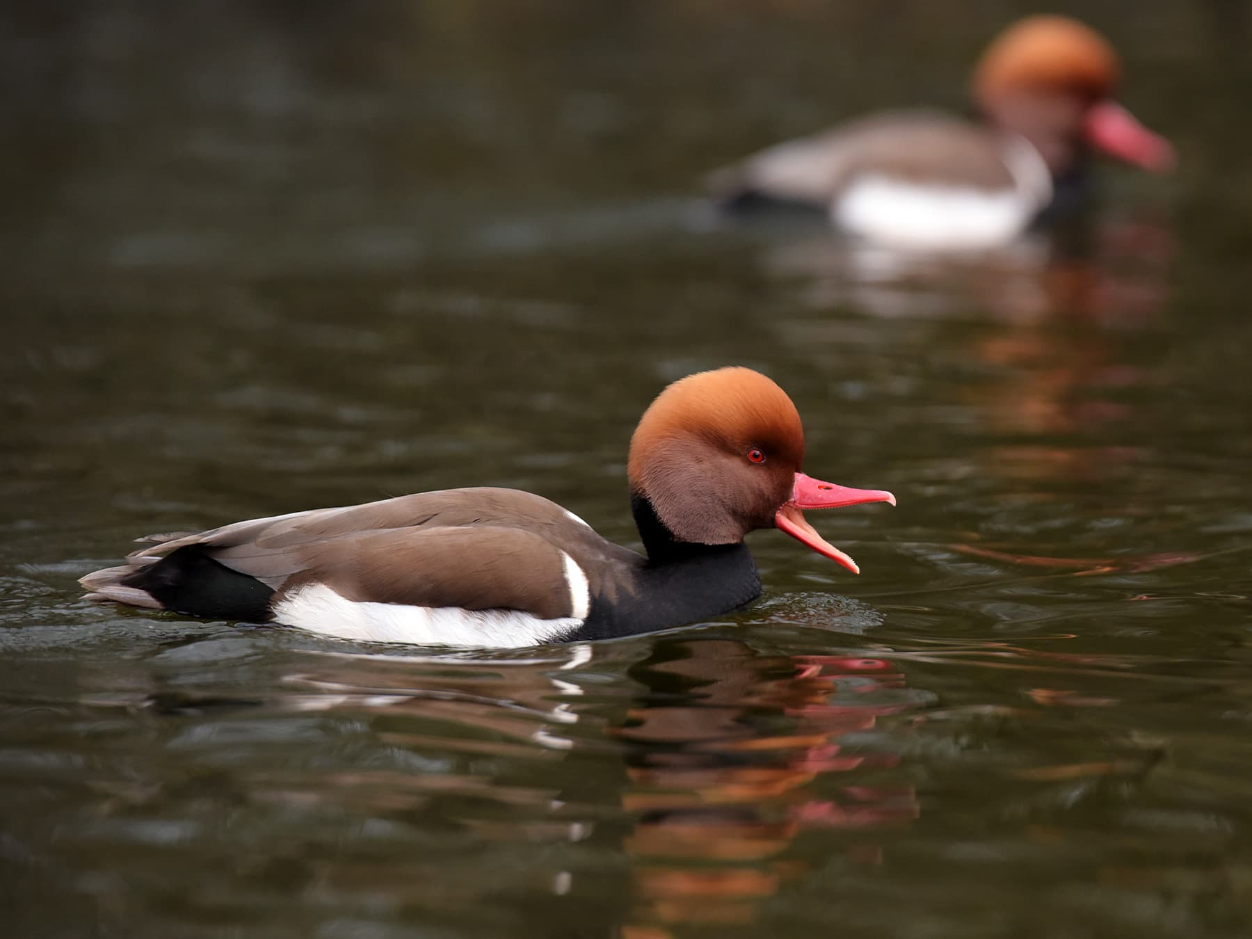 Red-crested Pochard calling