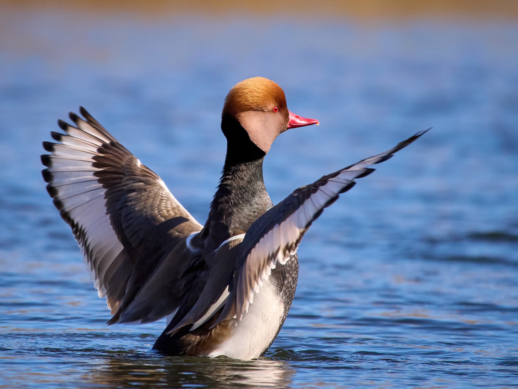 Red-Crested Pochard in the reservoir flapping his wings