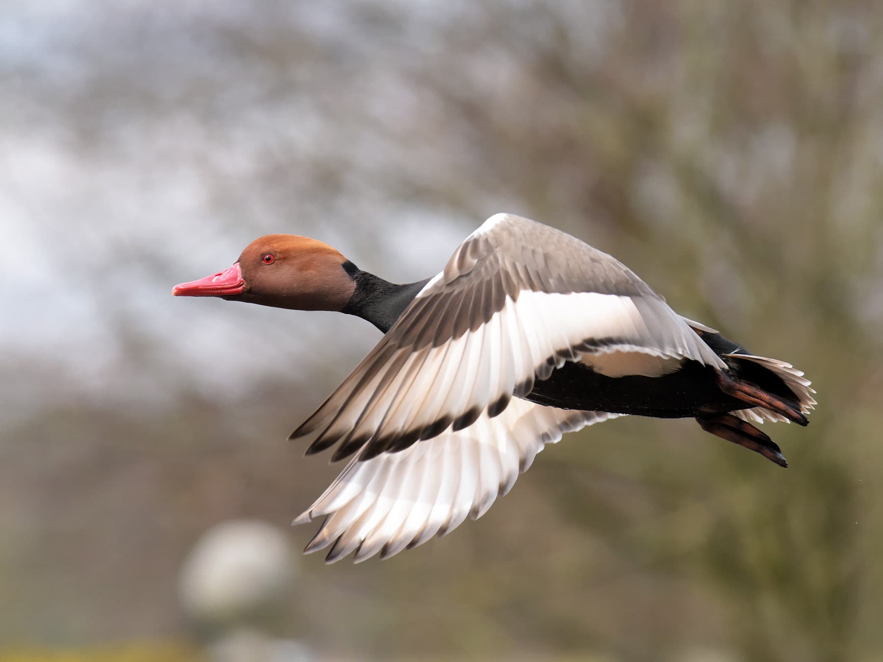Red-Crested Pochard in-flight
